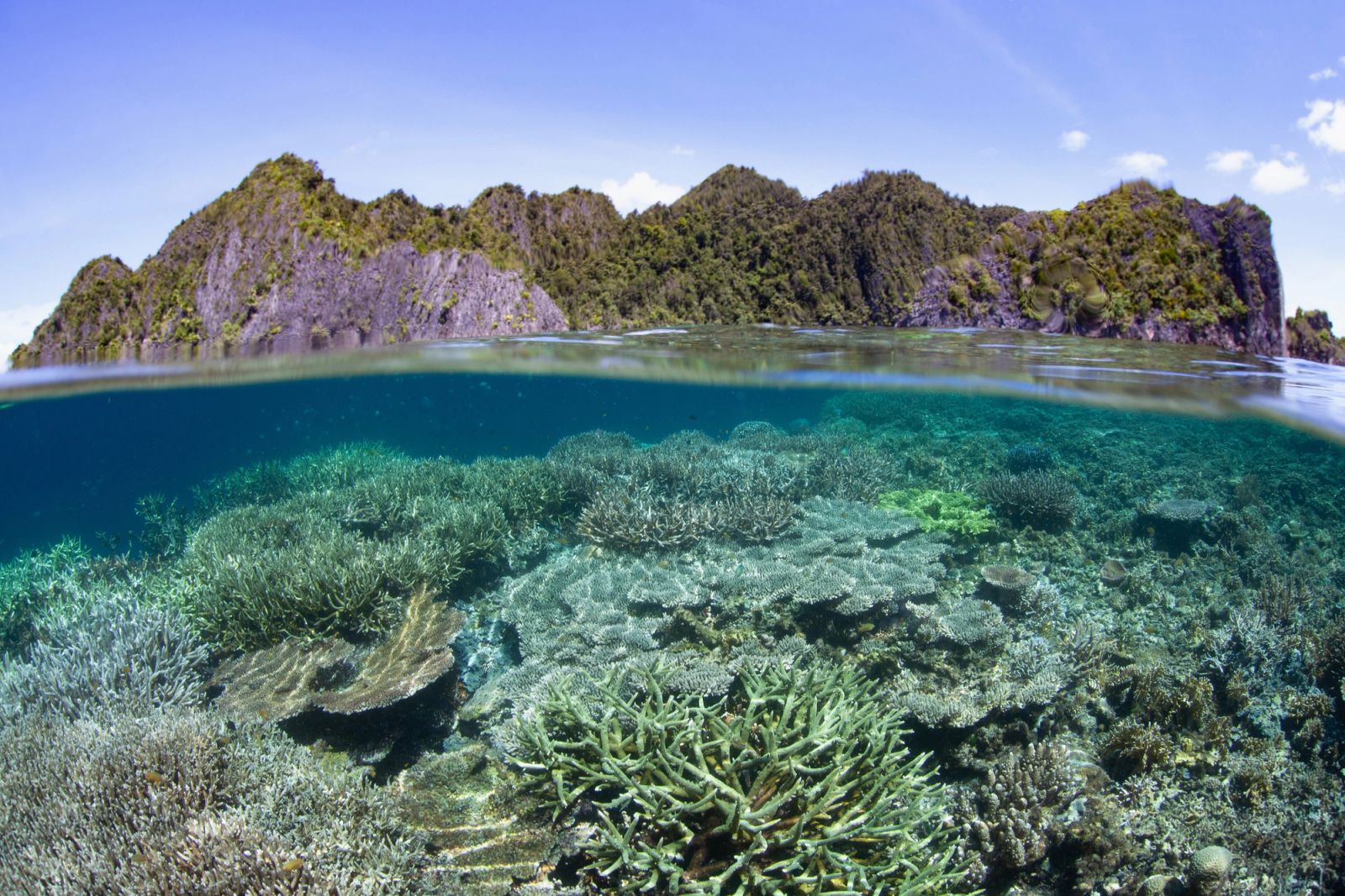 Conservation in Raja Ampat