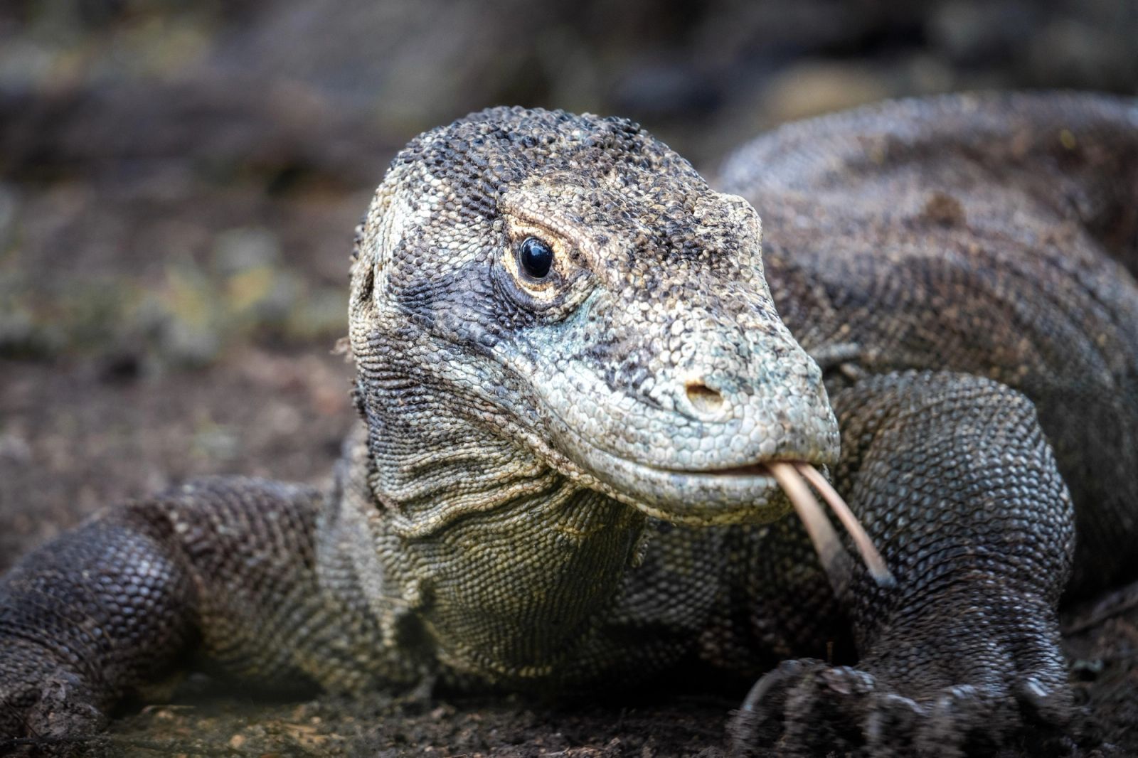 Komodo Dragons