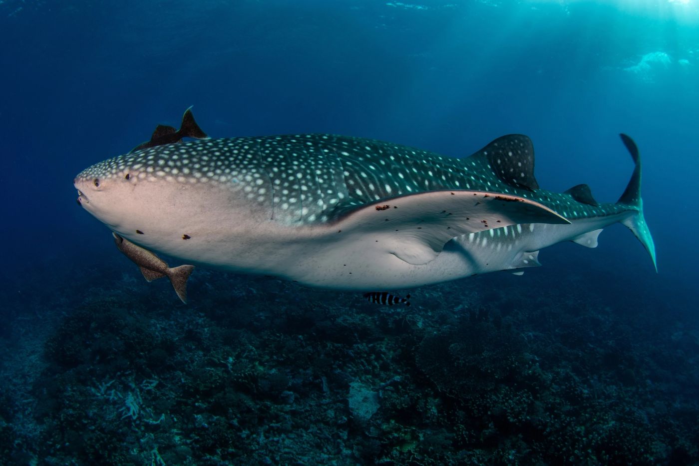 A whale shark crossing open blue water