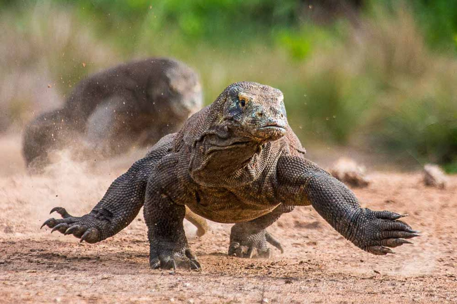 Komodo Dragons