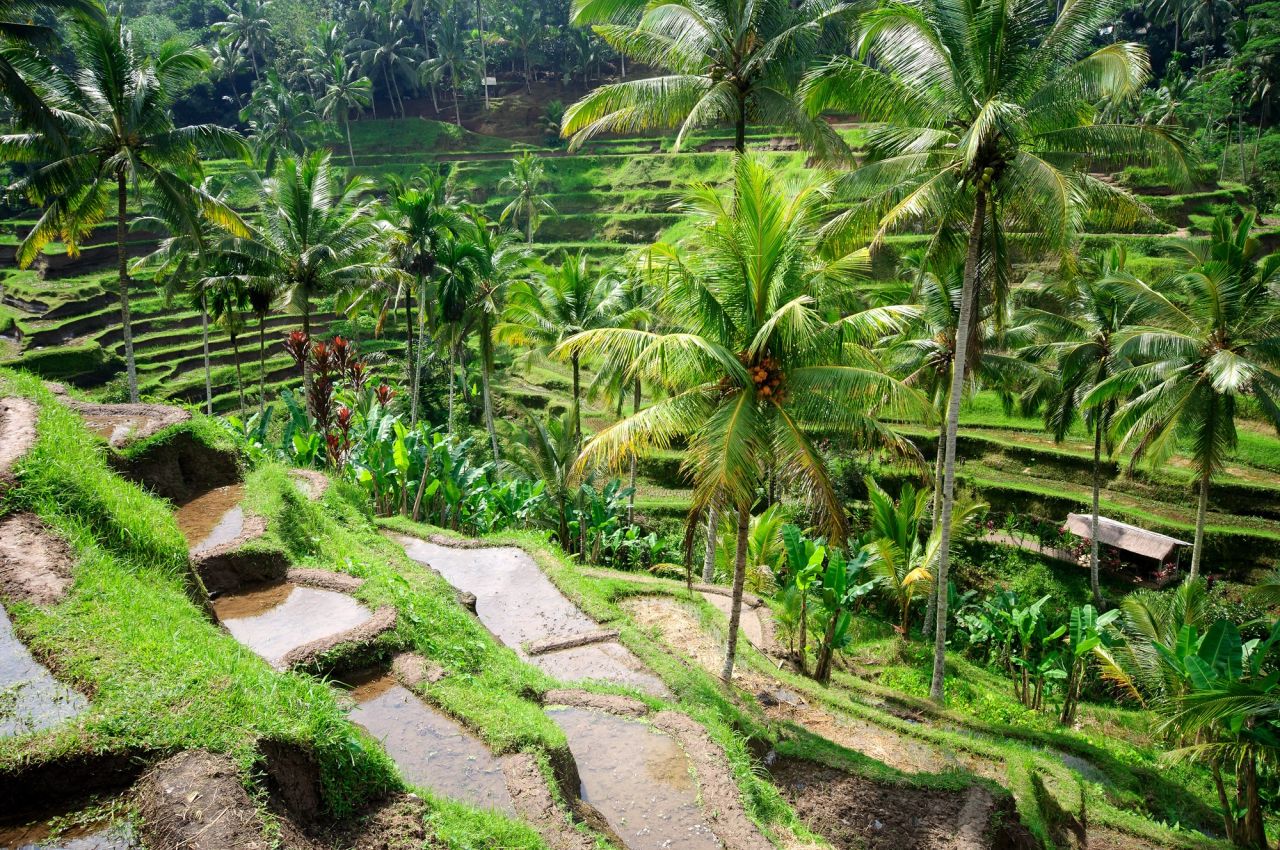Build Two Days in Ubud Pre-Charter