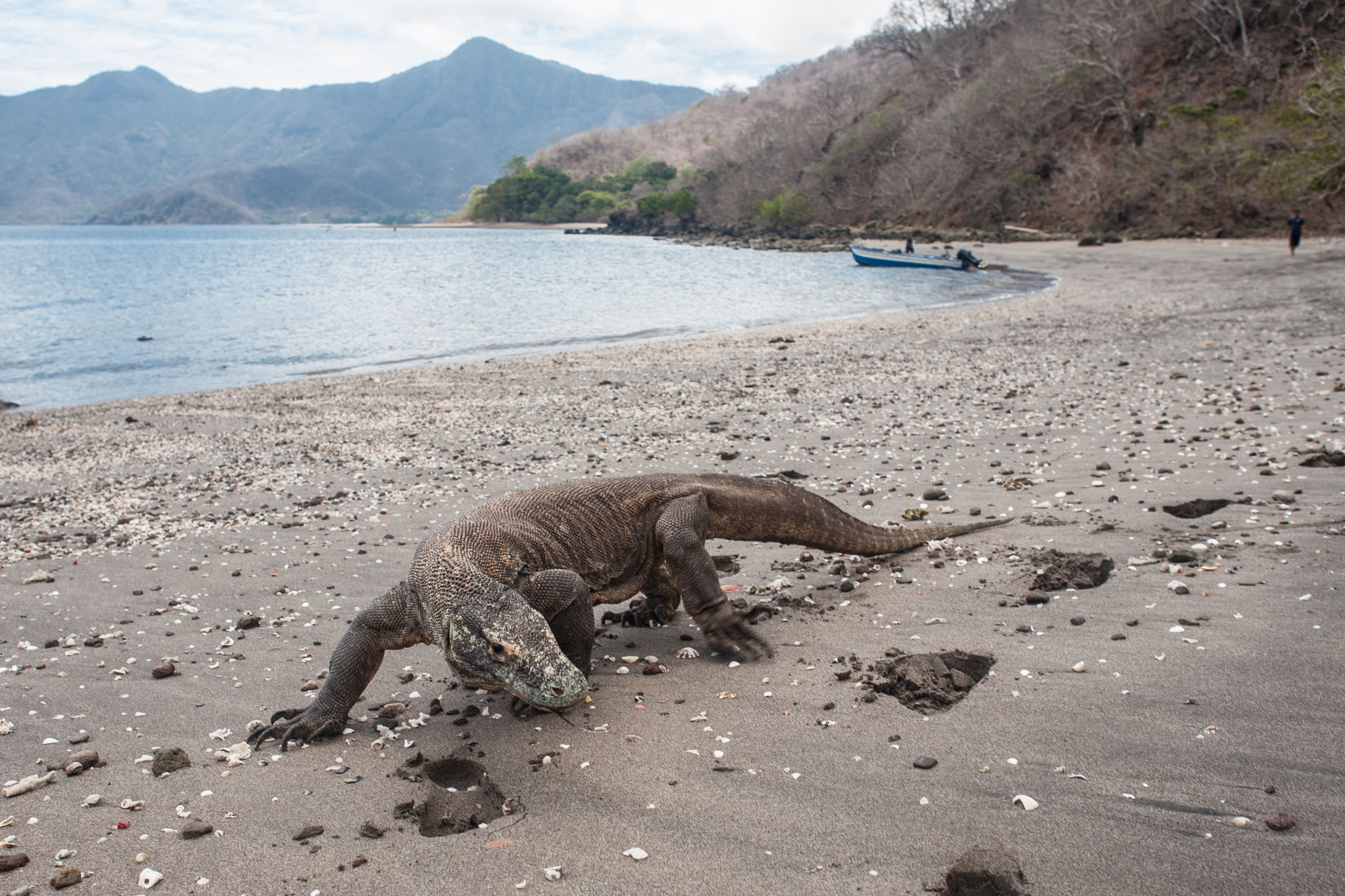 A Komodo dragon walking a beach with a boat at anchor beyond