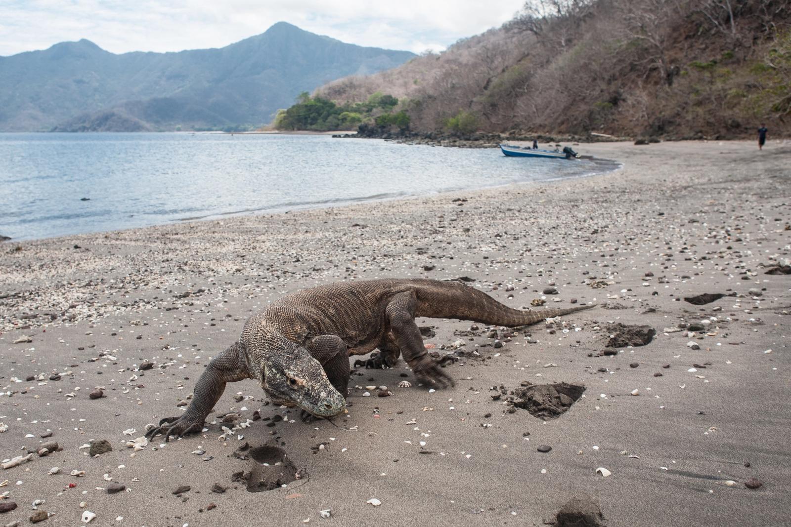 A Komodo dragon walking a beach with a boat at anchor beyond