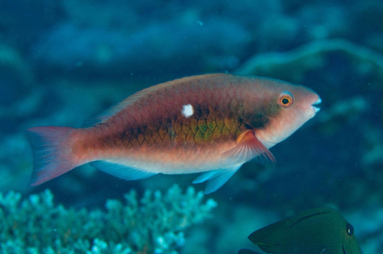 Diverse reef fish communities