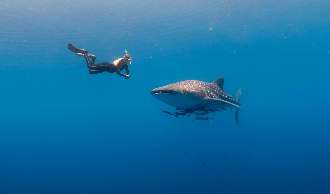 A snorkeler swims beside a whale shark