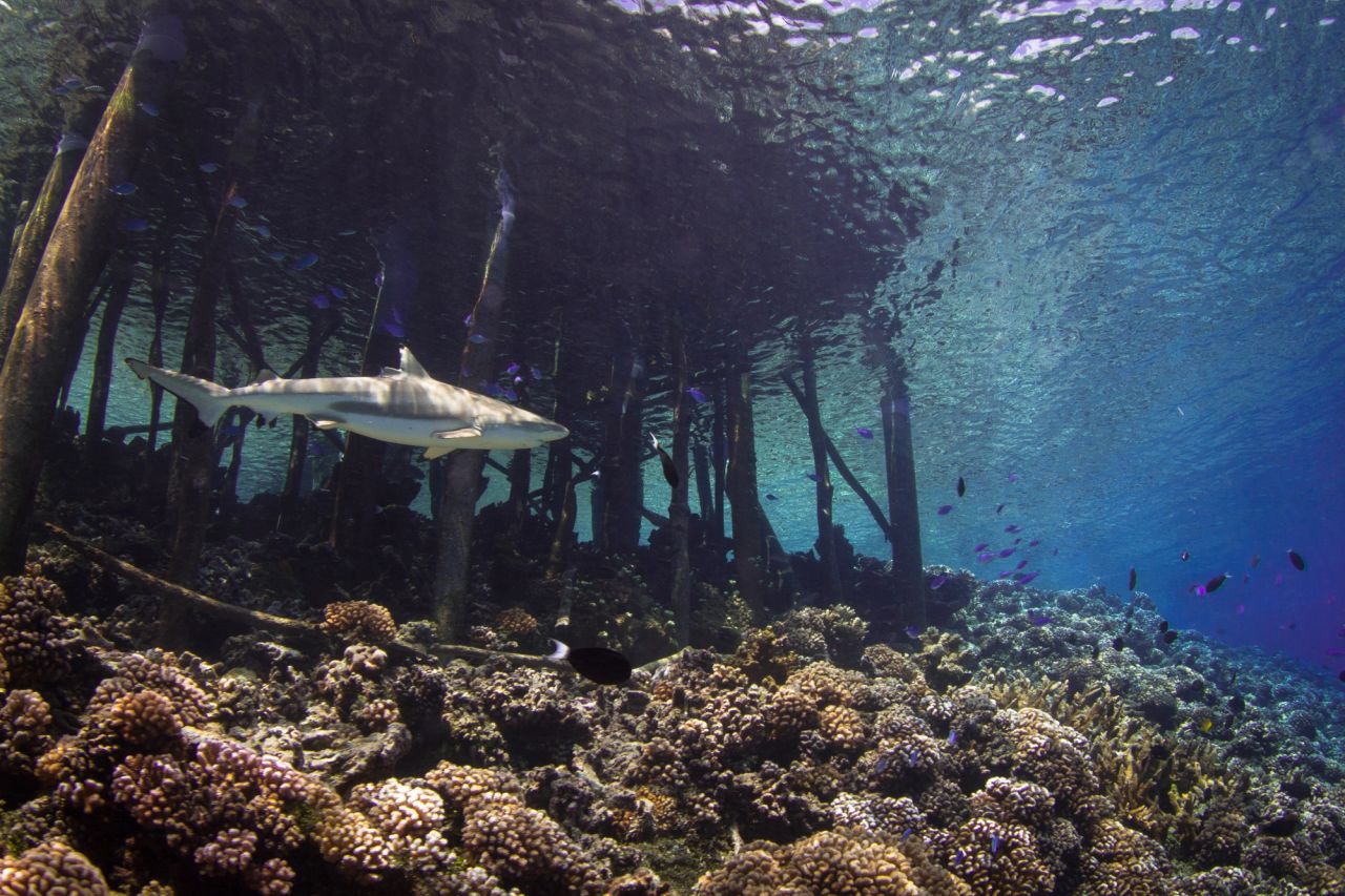 Interior, Lagoon