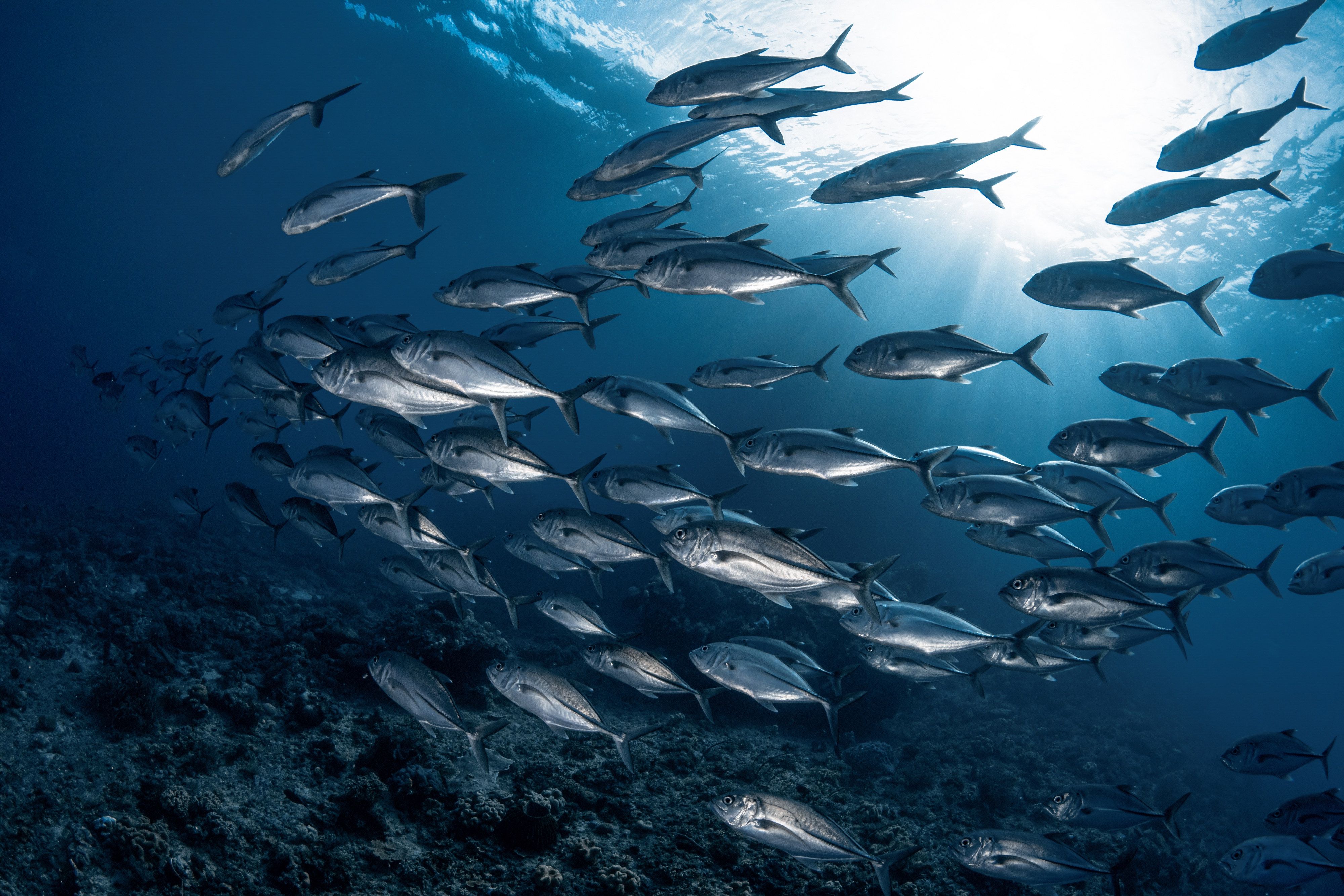 Schooling for reproductive purposes and more rarely for feeding in Raja Ampat, Indonesia
