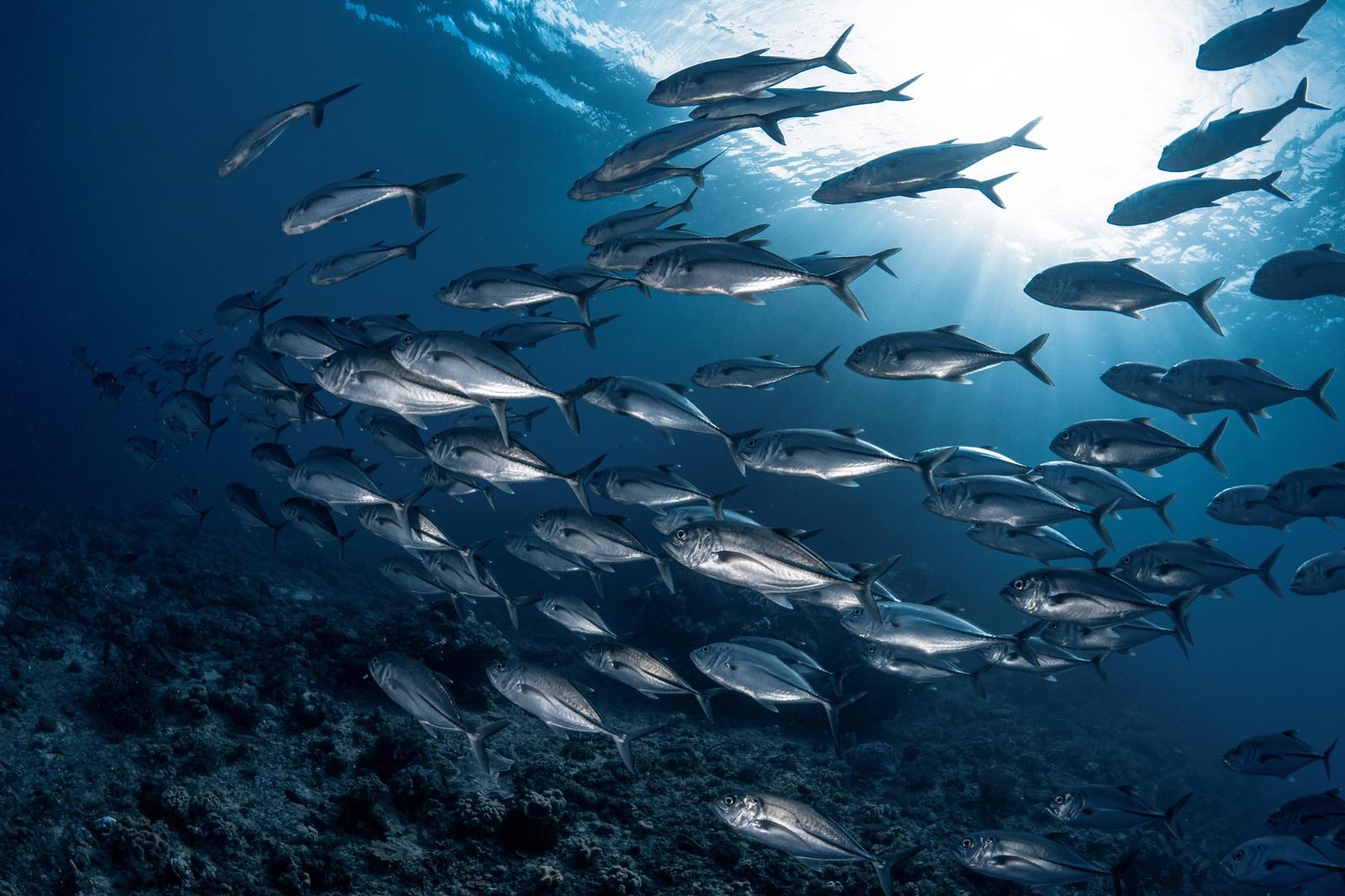 Schooling for reproductive purposes and more rarely for feeding in Raja Ampat, Indonesia