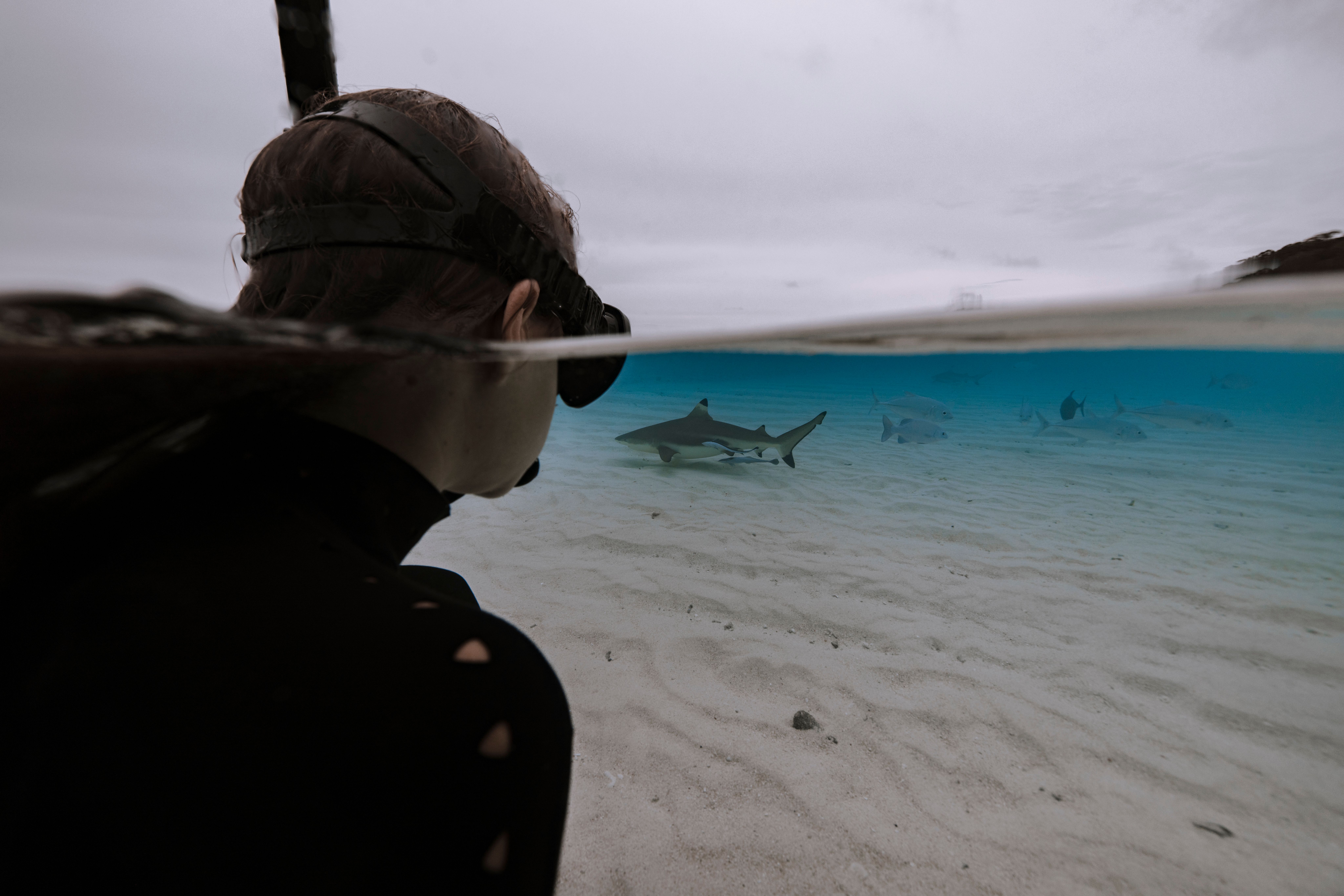 A snorkeler watches blacktip reef sharks in clear shallows
