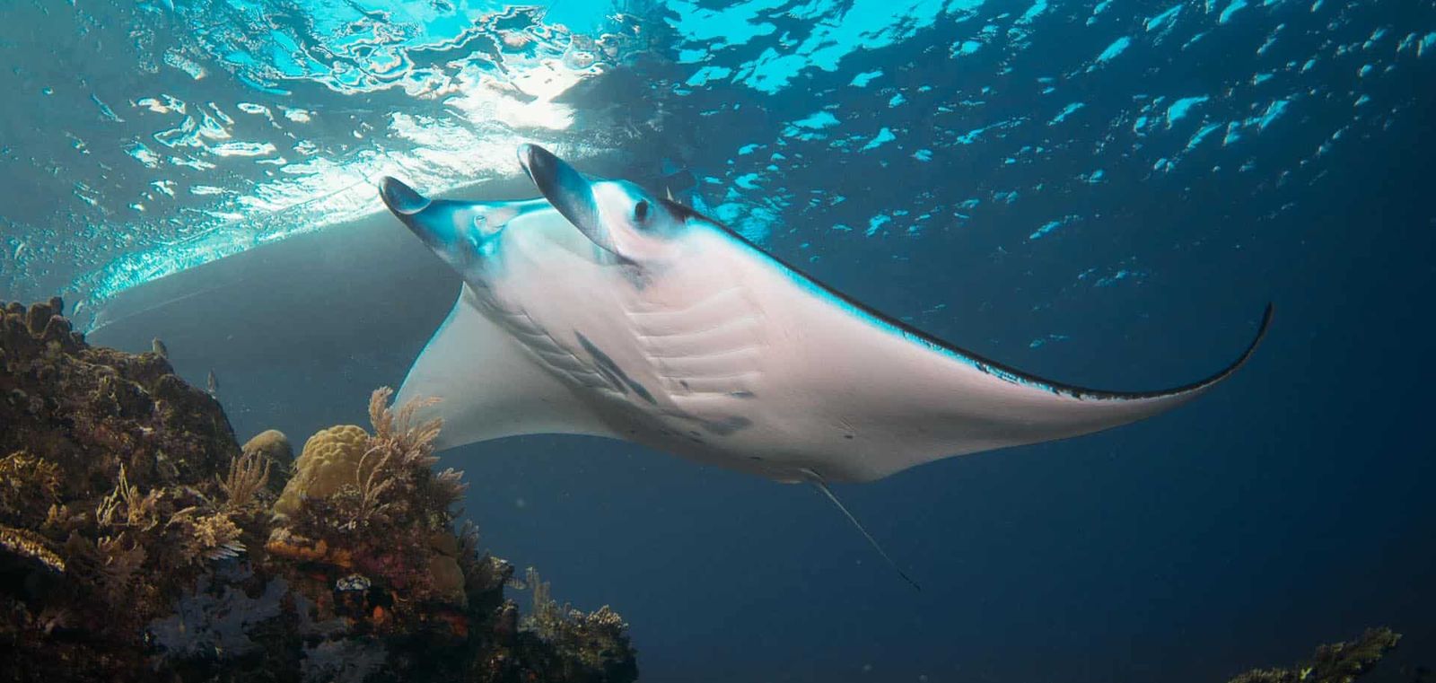 Snorkeling or diving with manta rays is a totally safe and exhilarating experience.