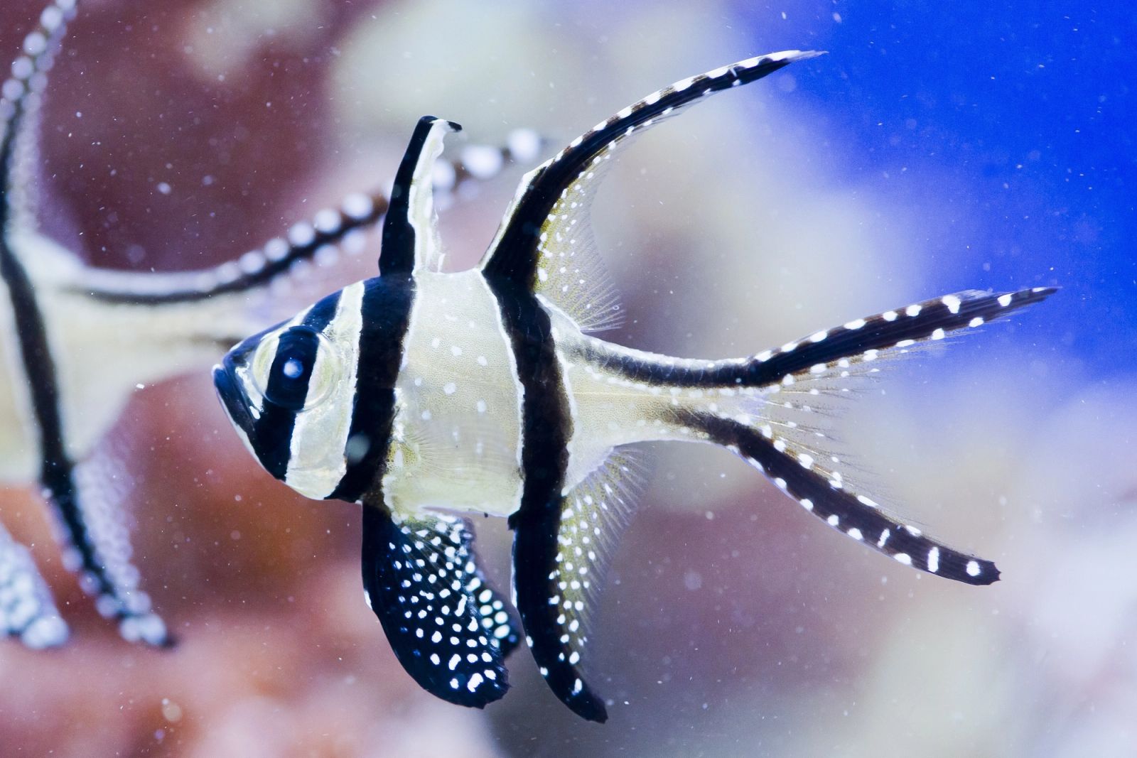A Banggai cardinalfish, the endemic species found nowhere else on earth.