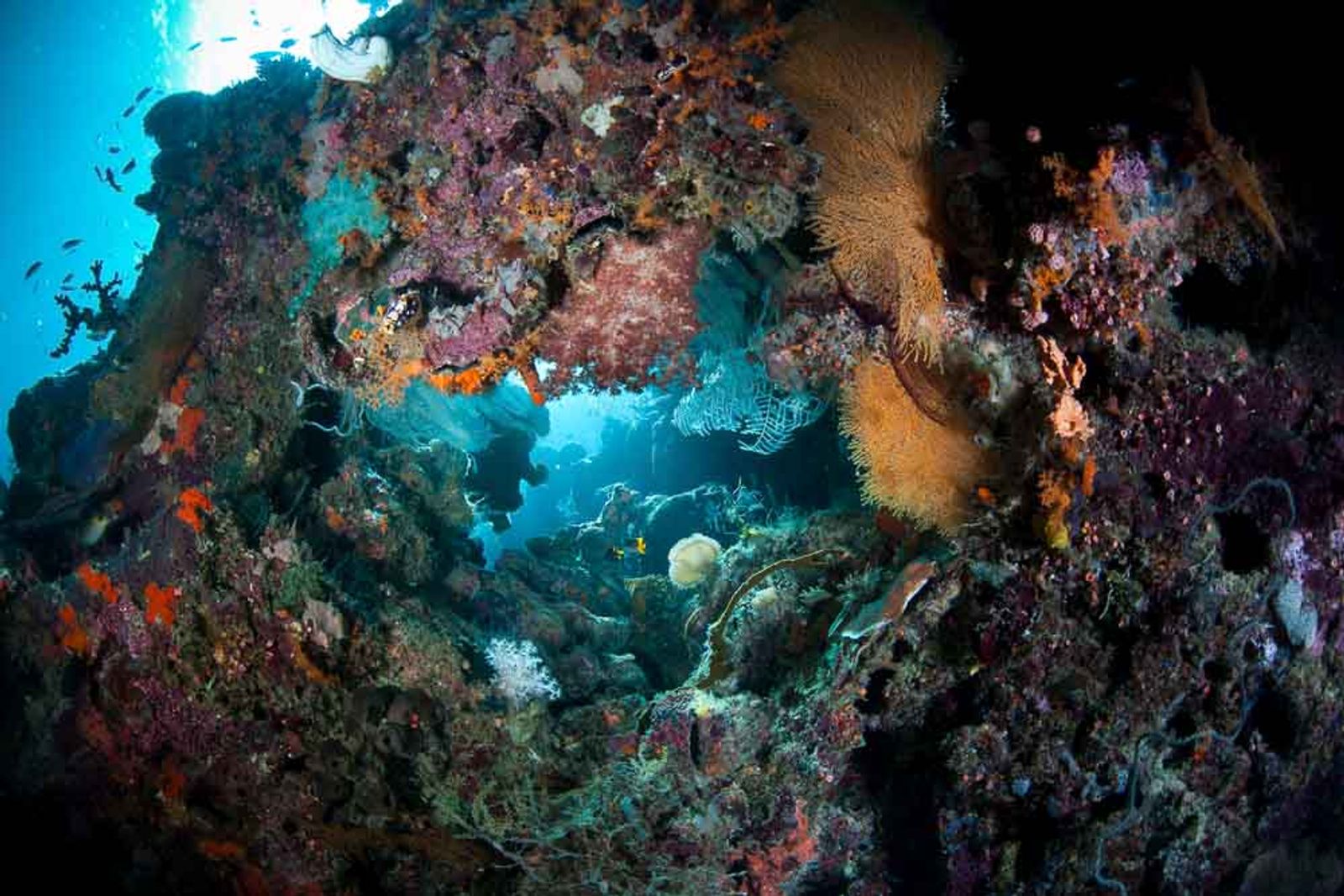 Balbulol, Sorong
