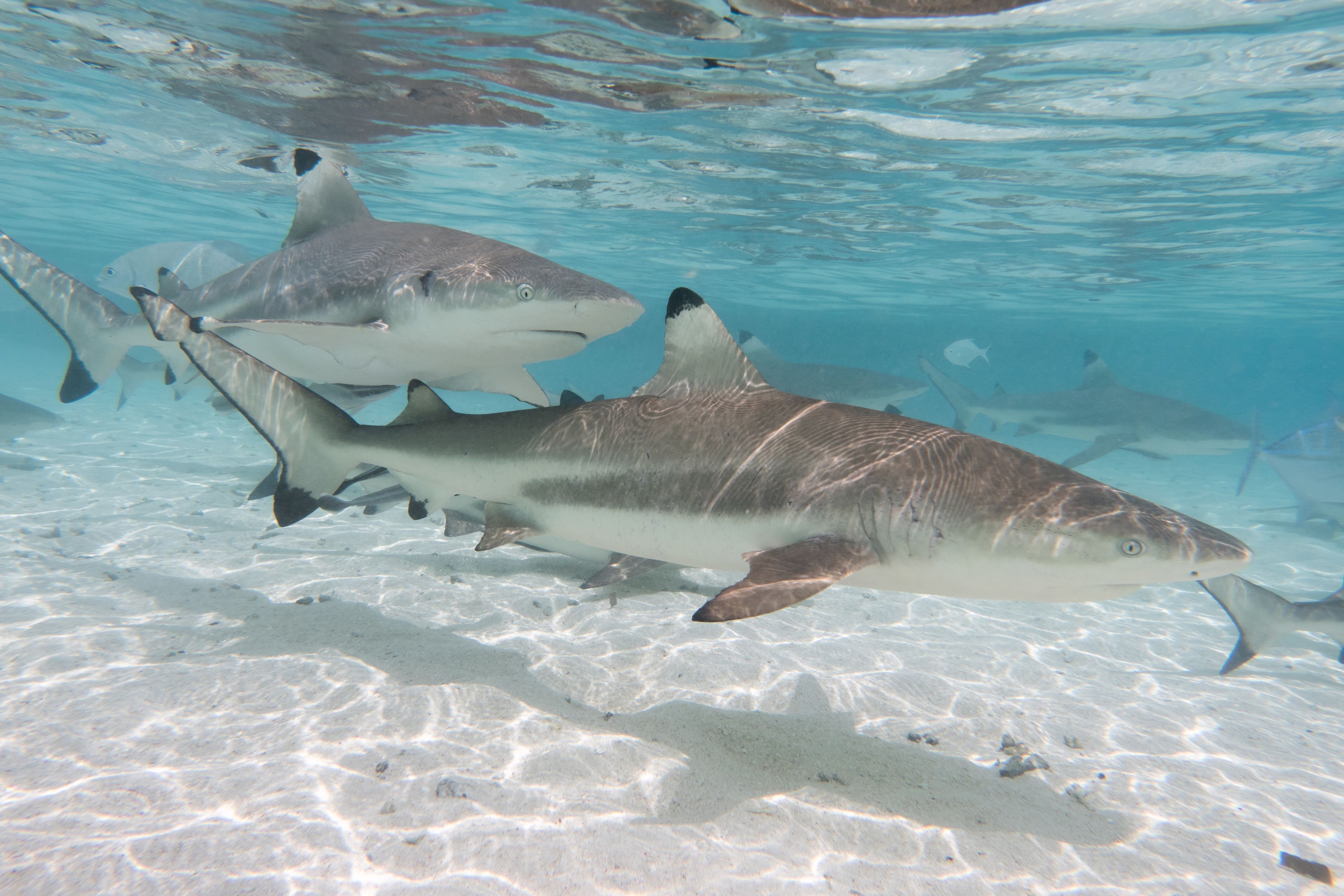 Blacktip reef sharks swimming over sand in clear shallow water