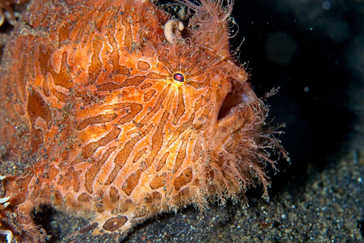 Lembeh Strait