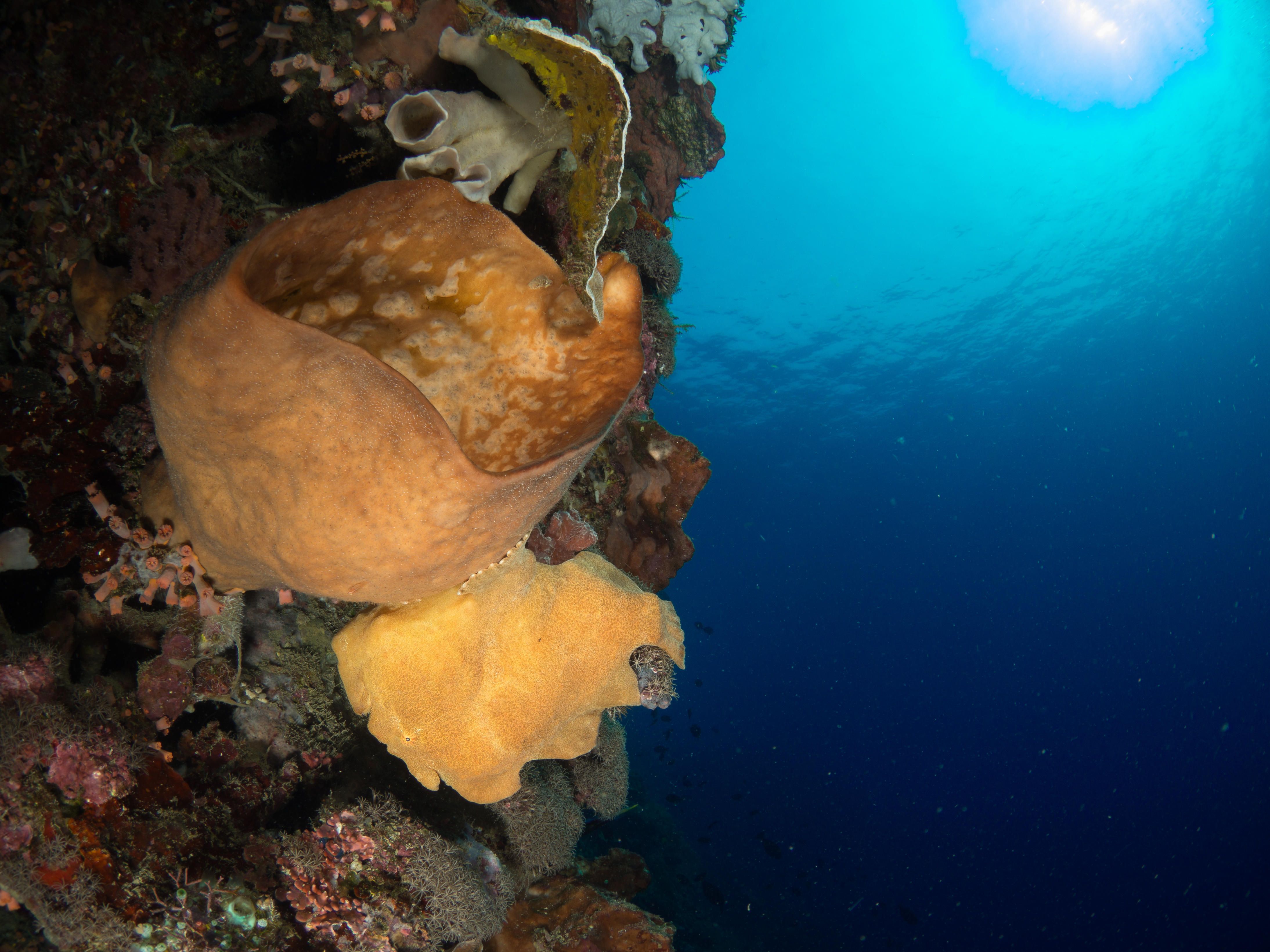 Sponges and corals on a reef wall above blue water