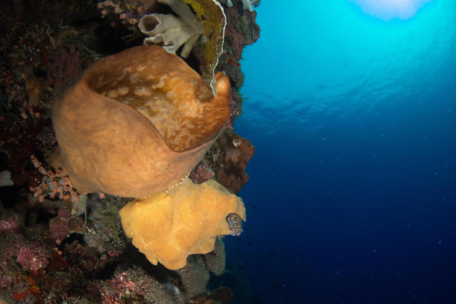 Sponges and corals on a reef wall above blue water