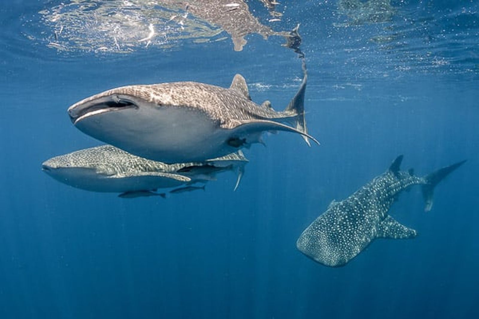Whale Shark Encounters