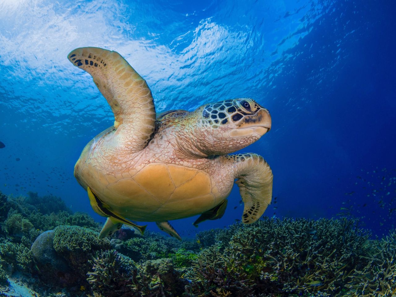 Chelonia mydas