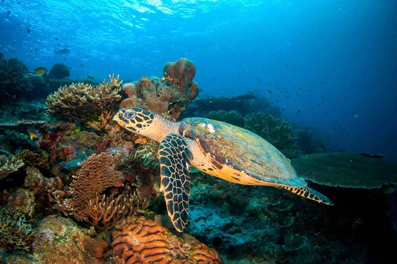 Sorong, Mioskon