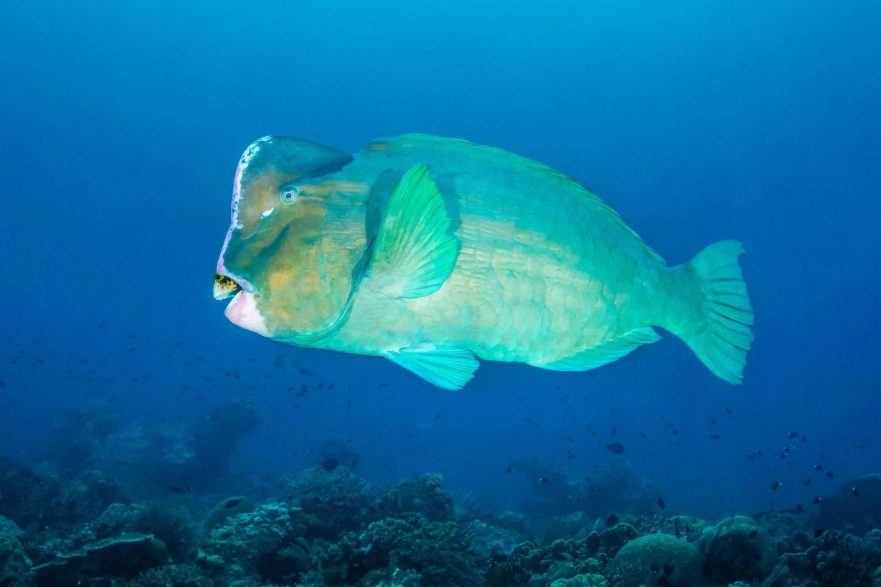 Bolbometopon muricatum