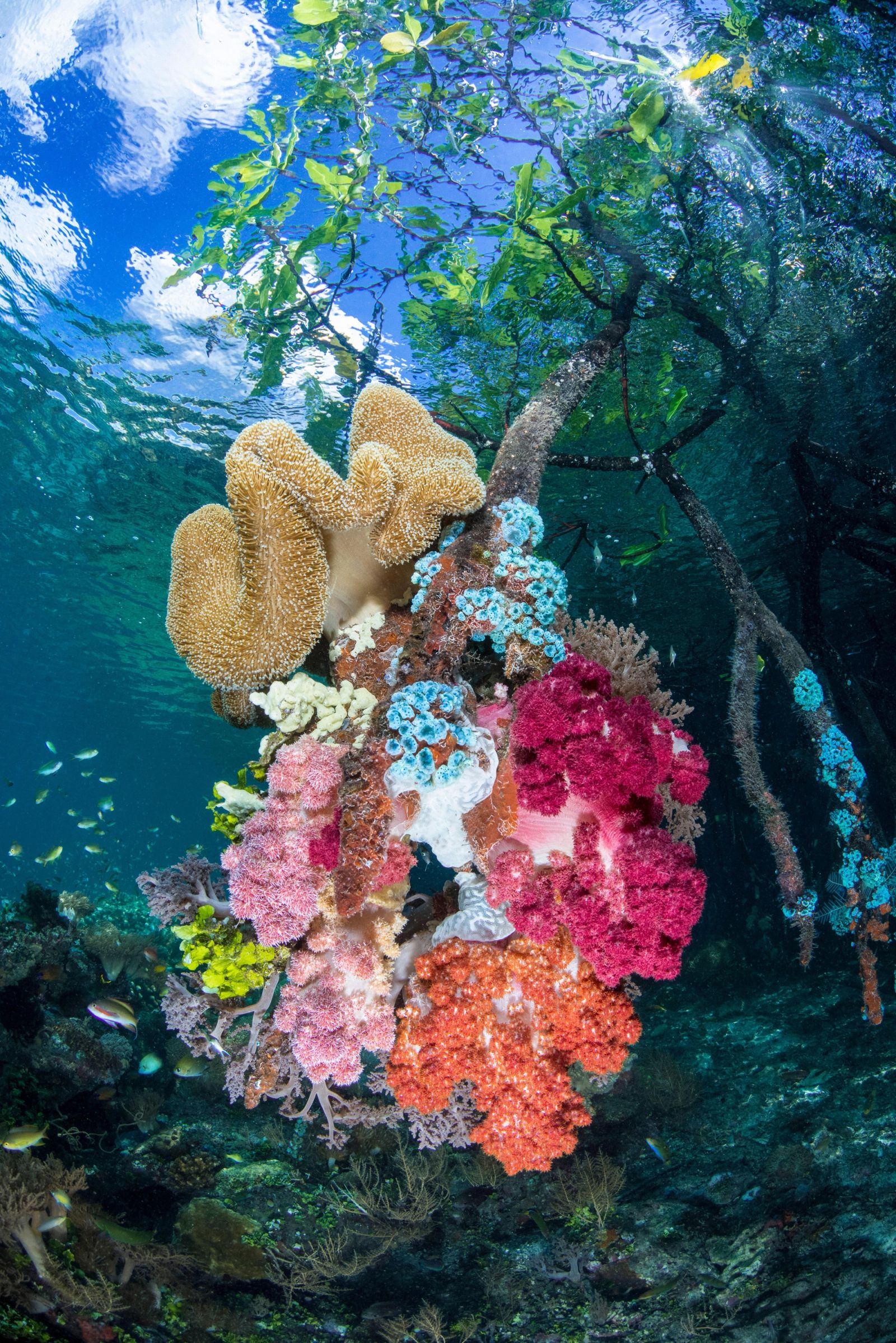 Bright soft corals growing on mangrove roots in clear water