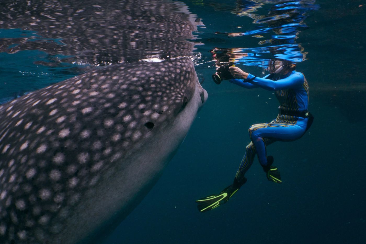 Whale sharks and a snorkeler at Kaimana