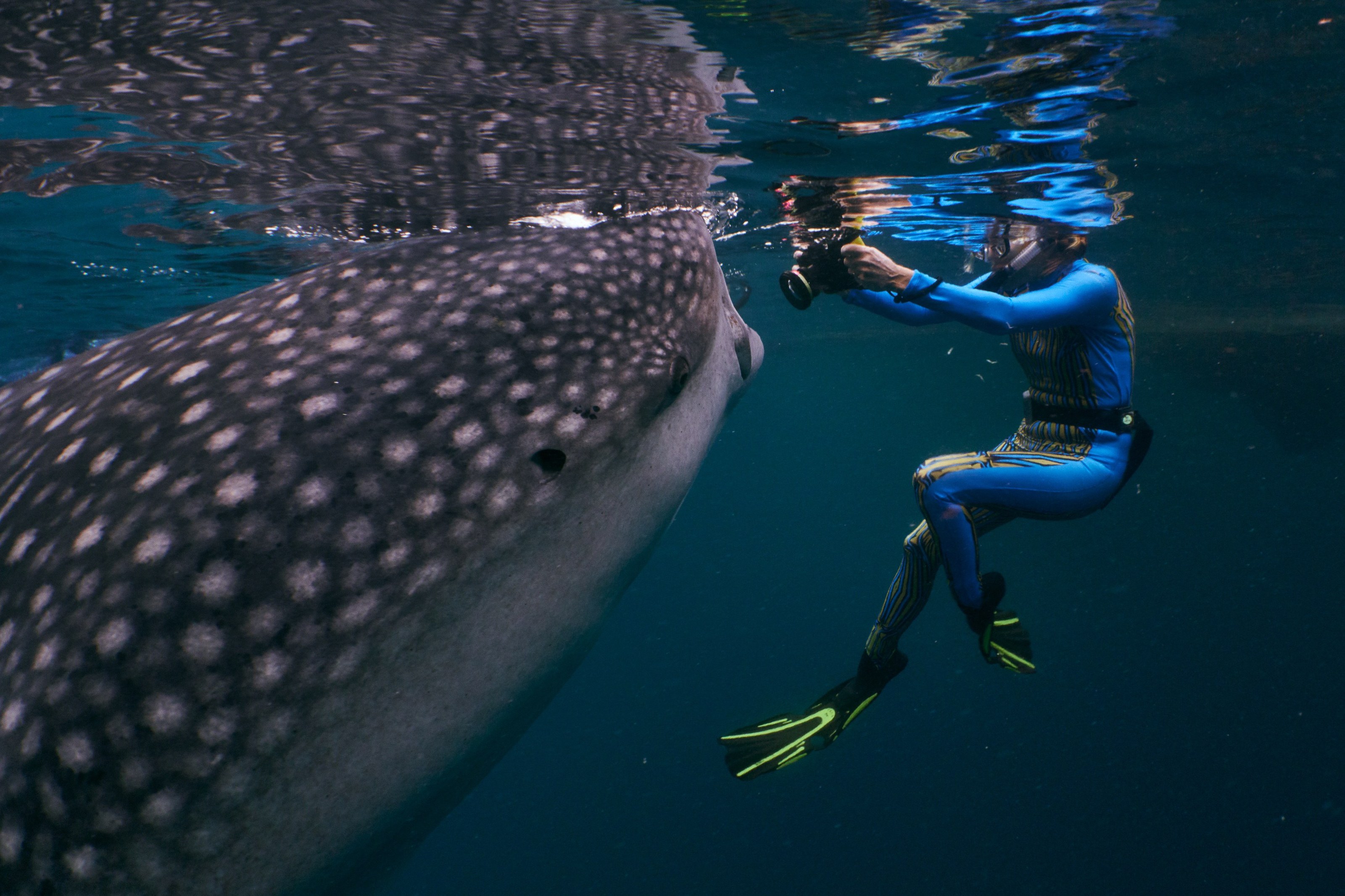 Whale sharks and a snorkeler at Kaimana
