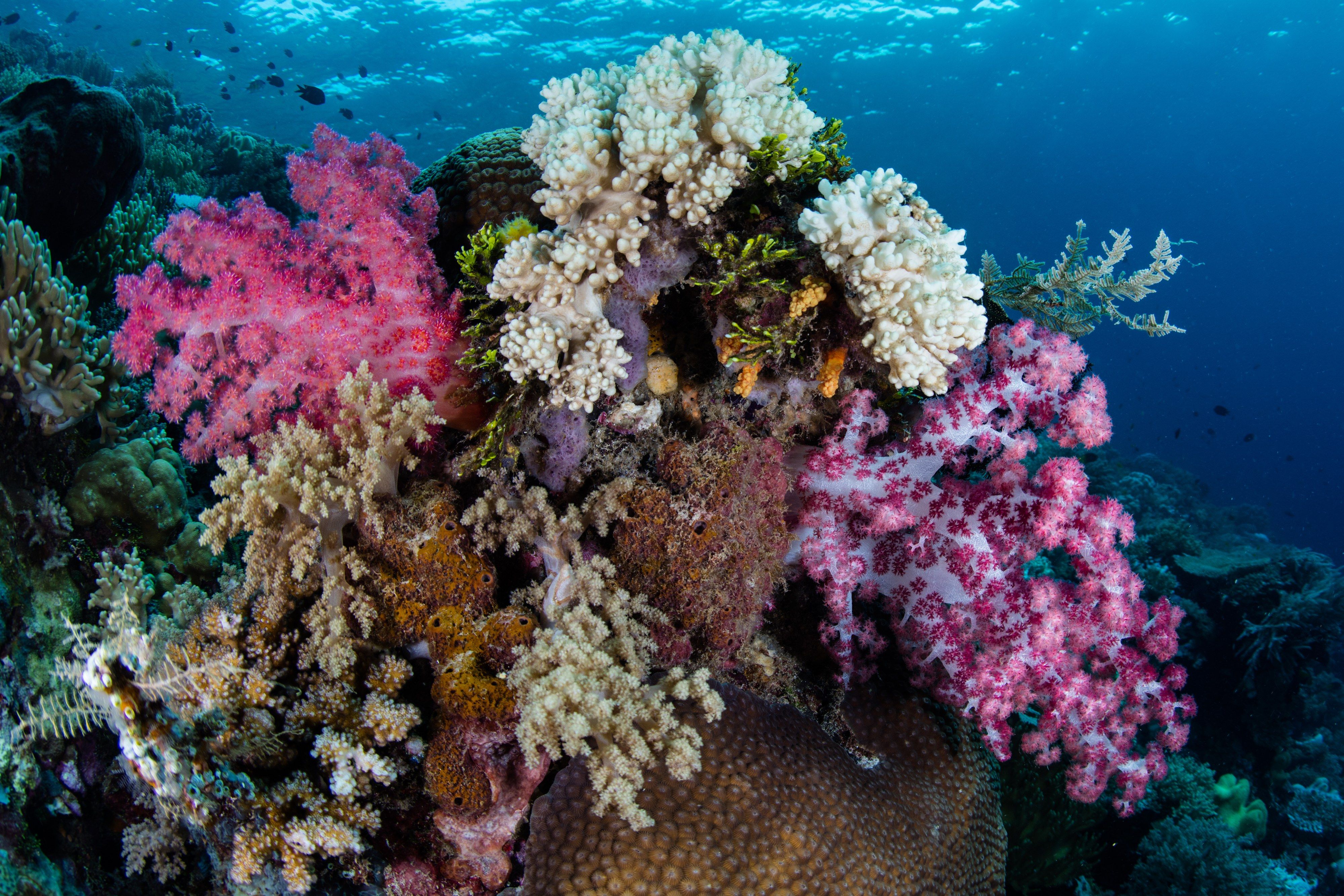 Vibrant soft corals grow on a healthy reef in Wakatobi National Park, Indonesia.