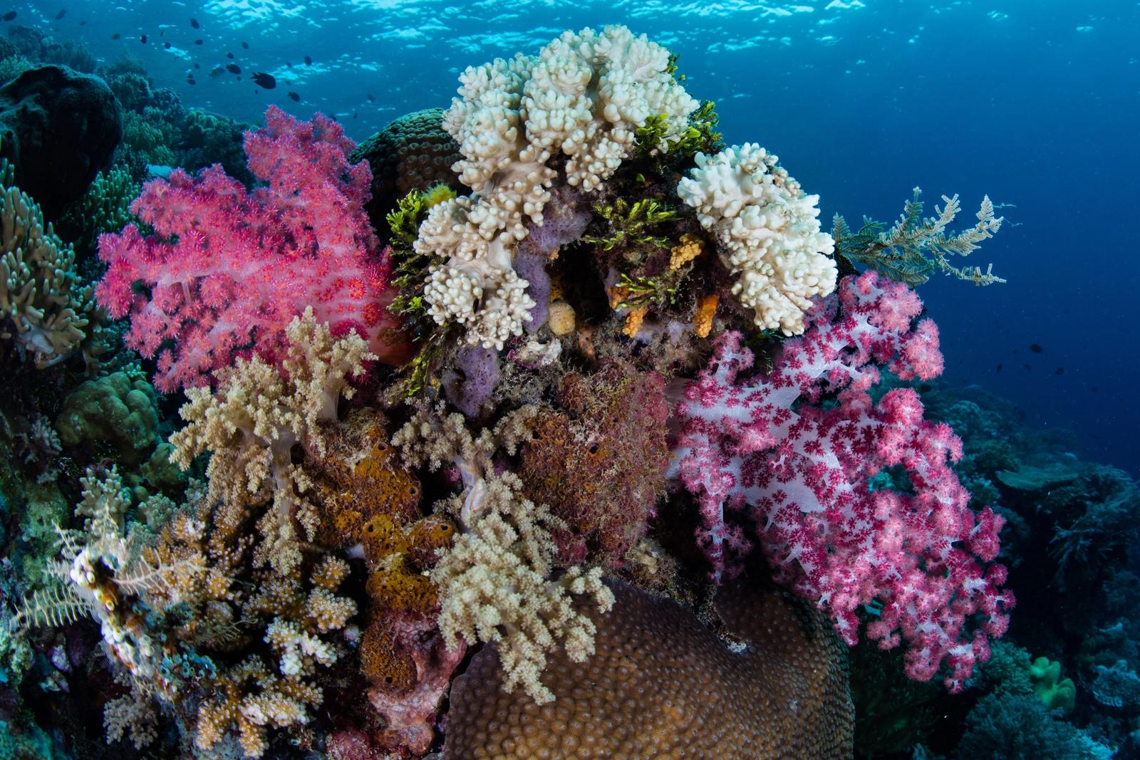 Vibrant soft corals grow on a healthy reef in Wakatobi National Park, Indonesia.