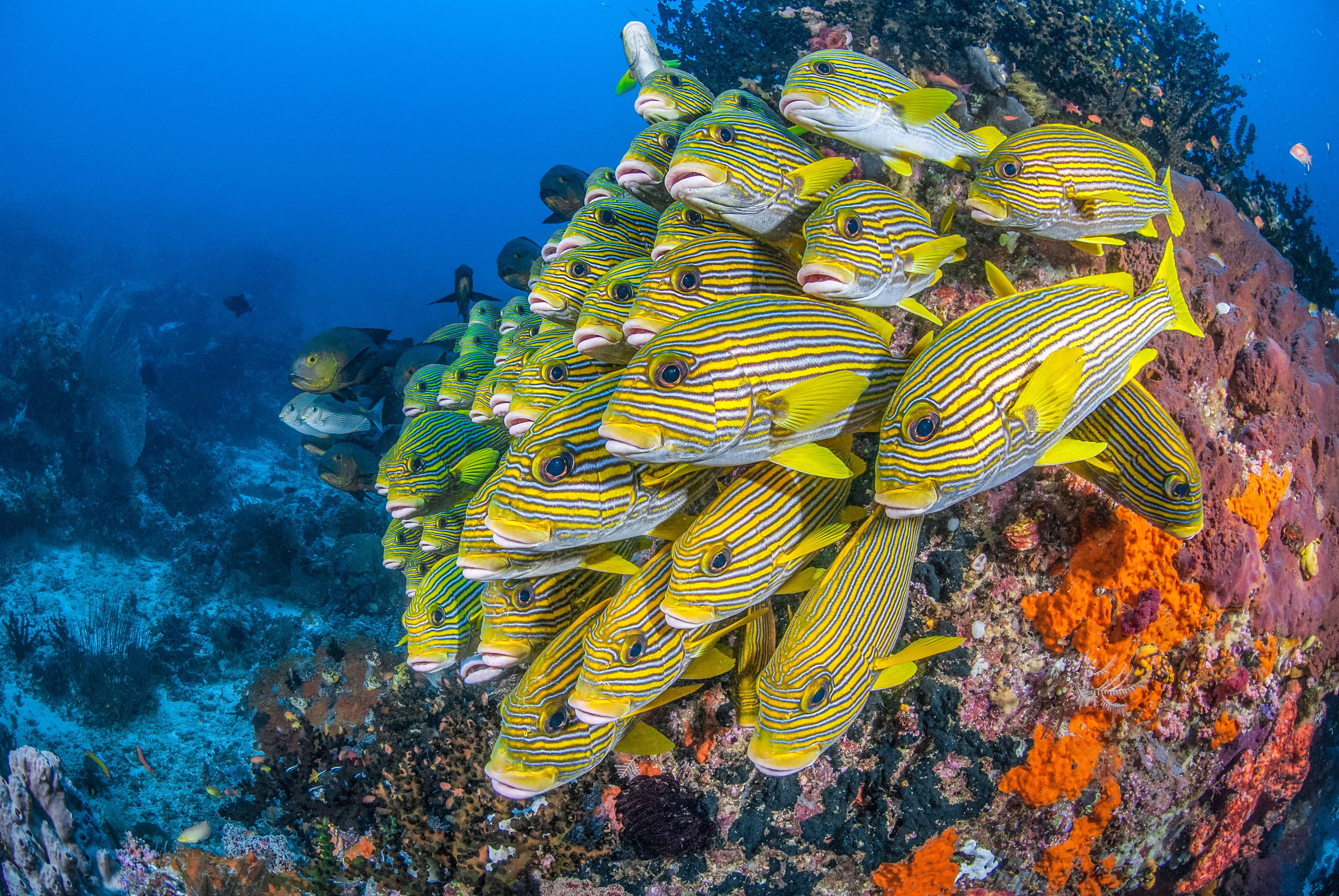 A school of yellow striped sweetlips over a coral reef