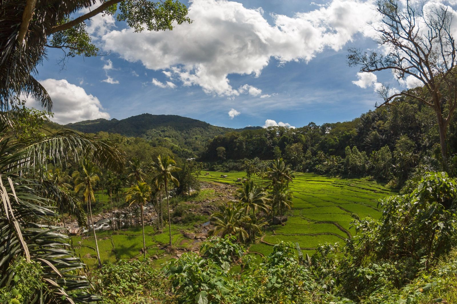 Green Alor valley and rice terraces below the volcanic peaks.