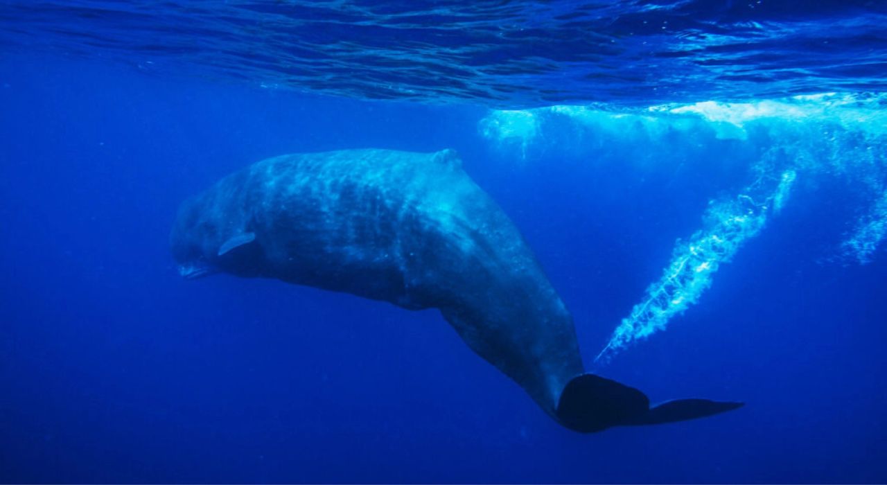 Physeter macrocephalus