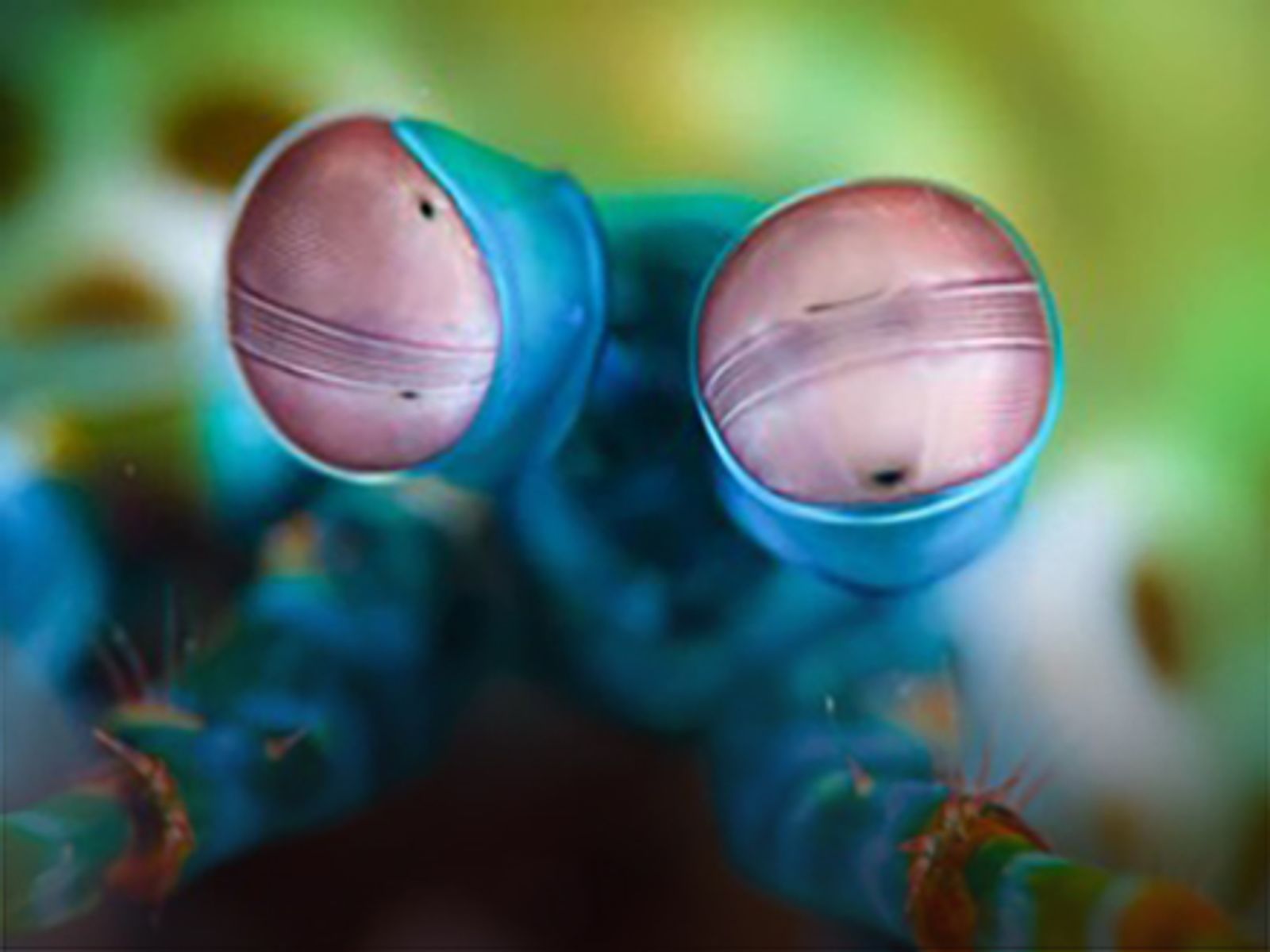 The Mantis Shrimp