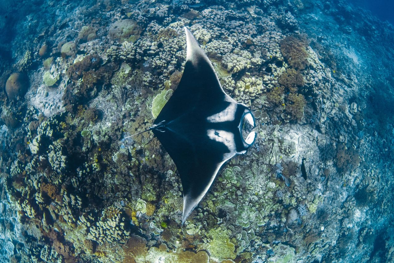 Mobula birostris