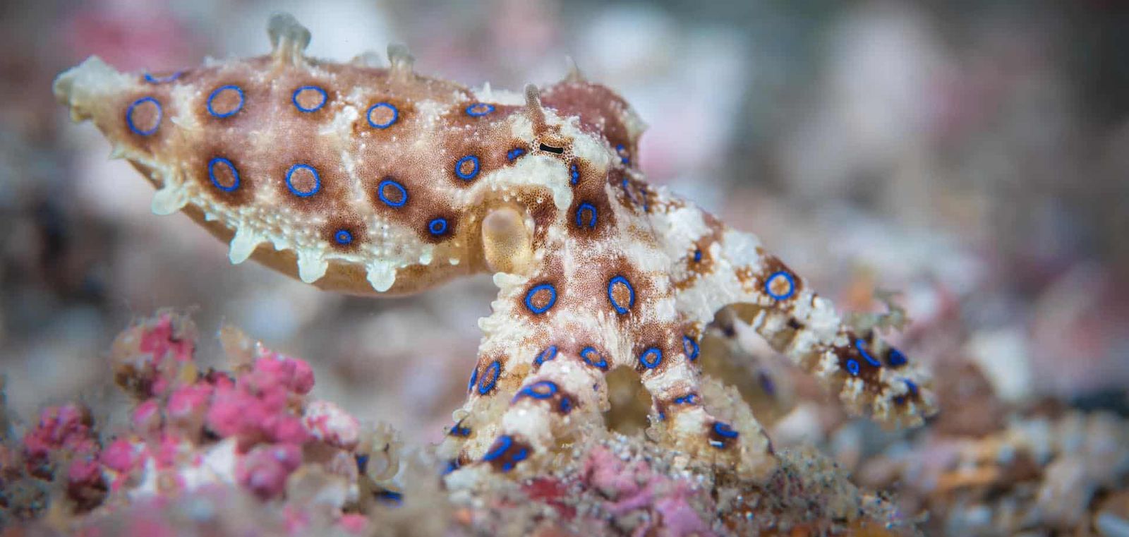 A blue-ringed octopus.