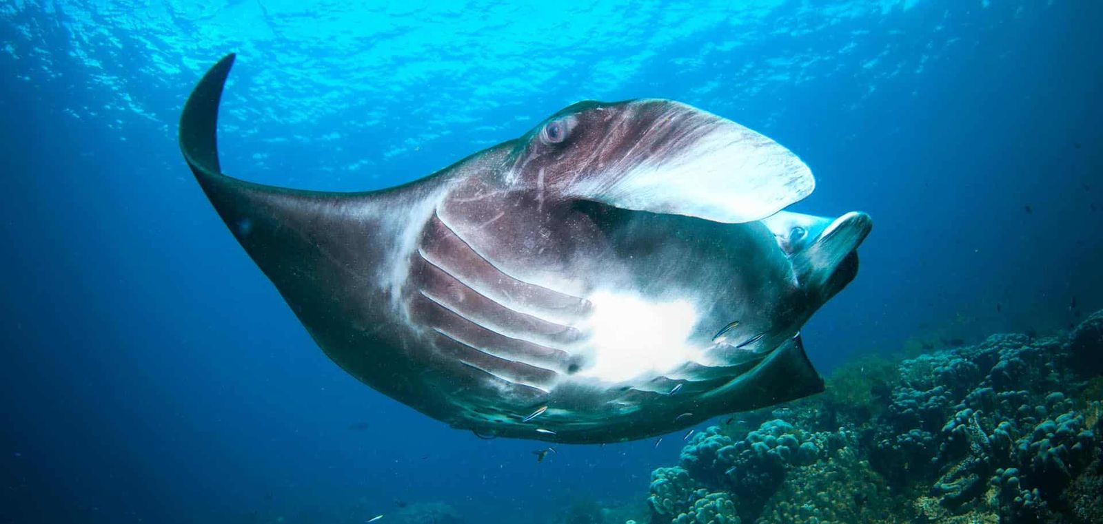 Manta rays can only breathe by swimming and so must spend their entire lives in constant motion.