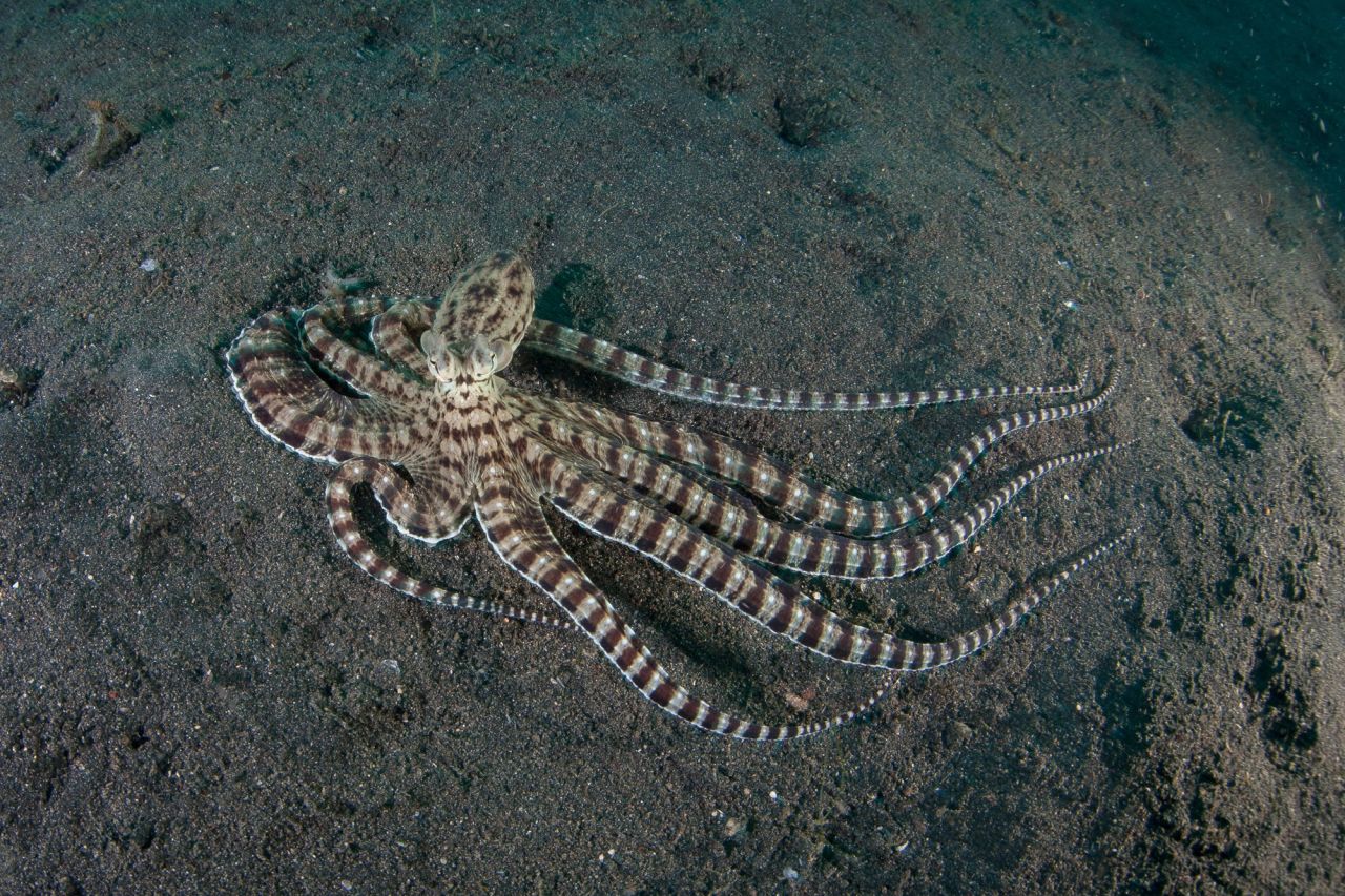 Thaumoctopus mimicus