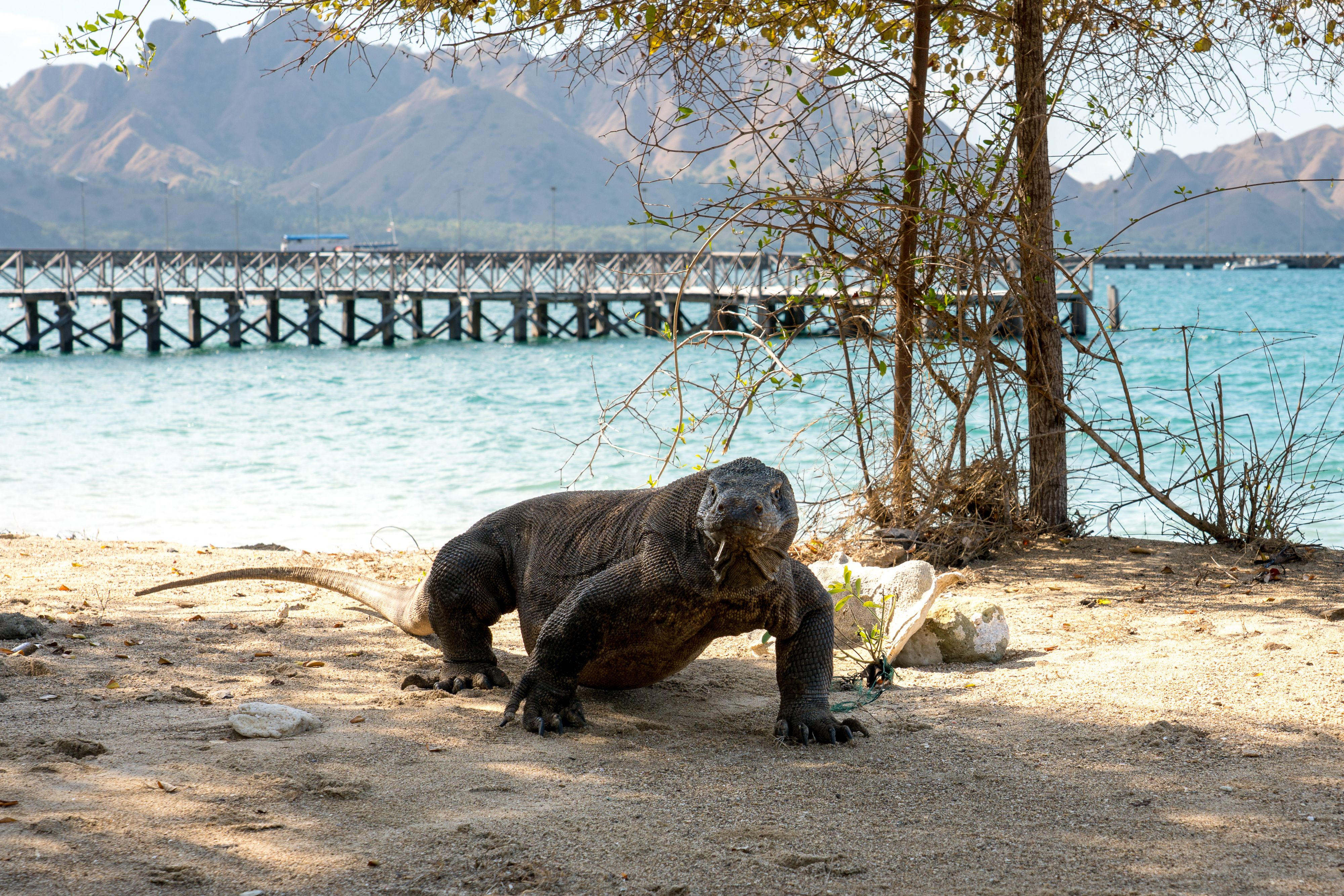 A Komodo dragon crosses the beach with the ranger jetty behind it, Komodo National Park