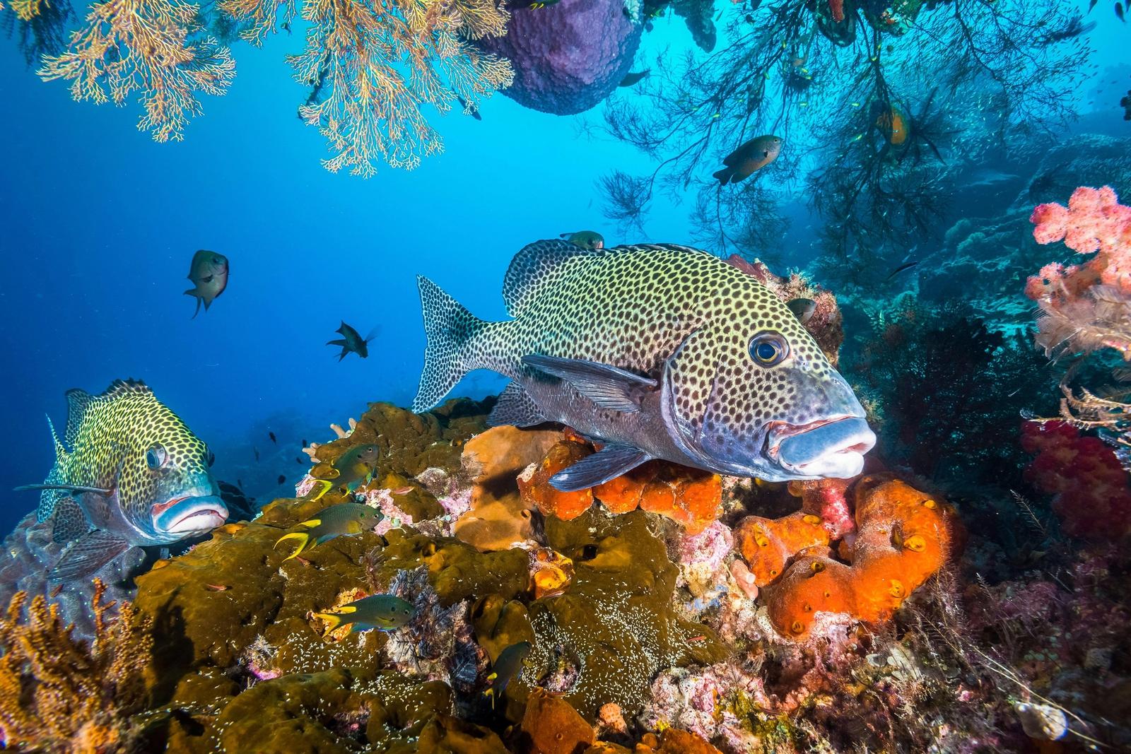 harlequin sweetlips, Plectorhinchus chaetodonoides, near coral reef, Raja Ampat, West Papua, Indonesia, Pacific Ocean