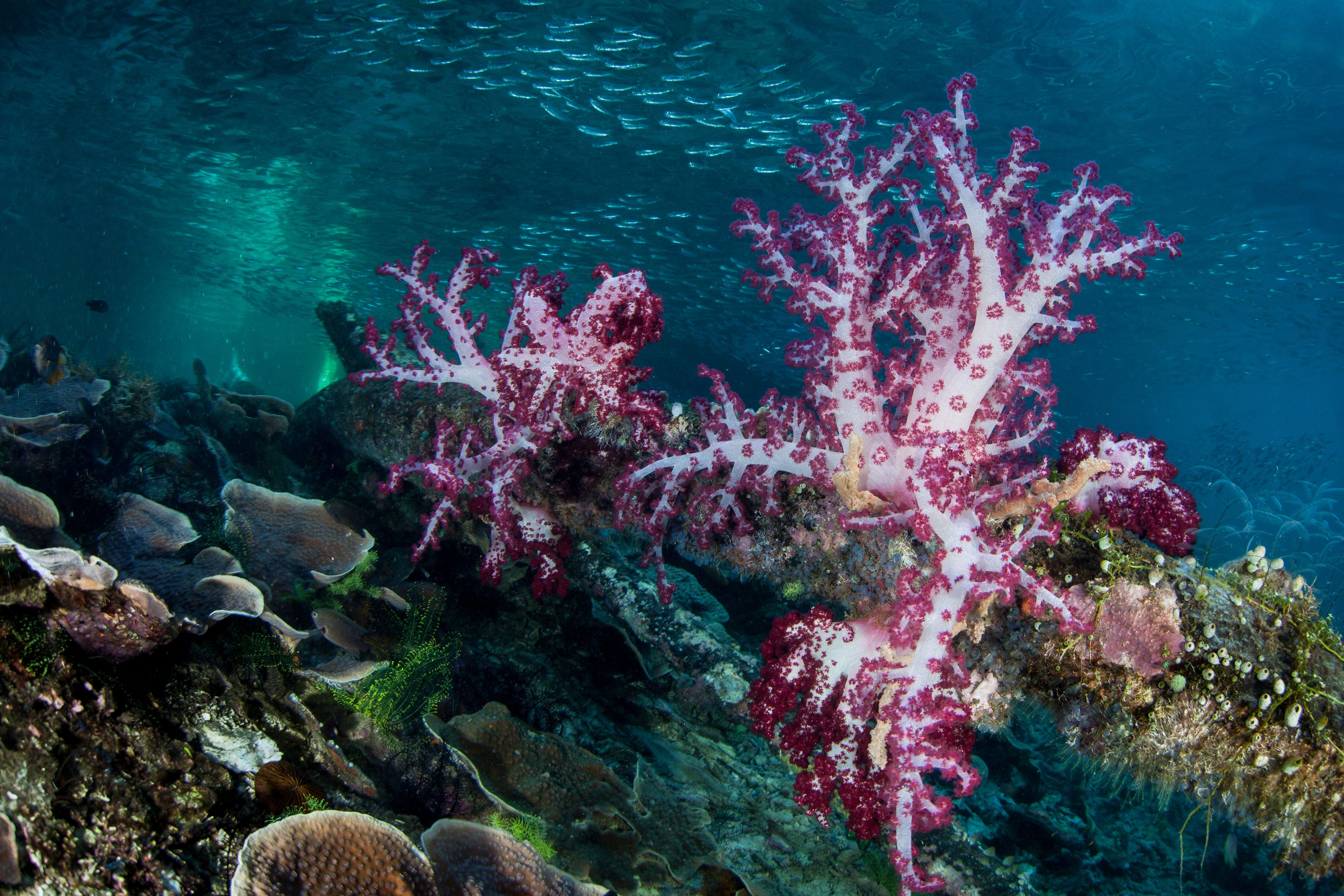 Colorful soft corals thrive on a beautiful coral reef in Raja Ampat, Indonesia. This tropical region is known as the heart of the Coral Triangle due to its marine biodiversity.