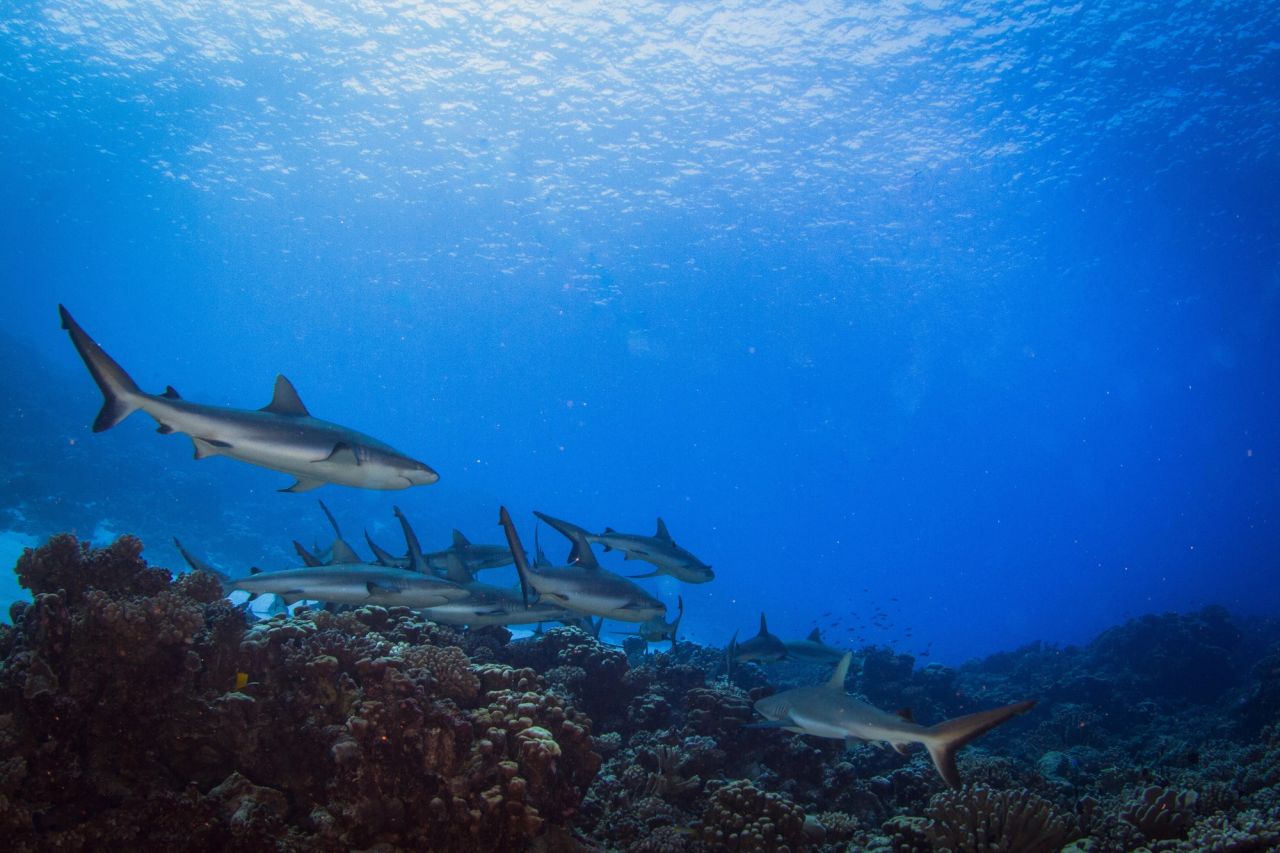 Southern Palau, Peleliu