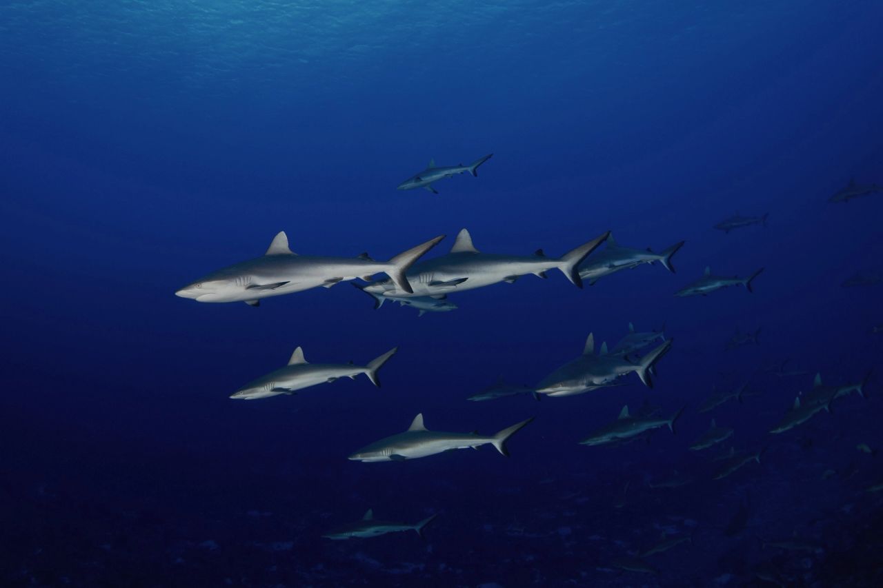 Carcharhinus amblyrhynchos