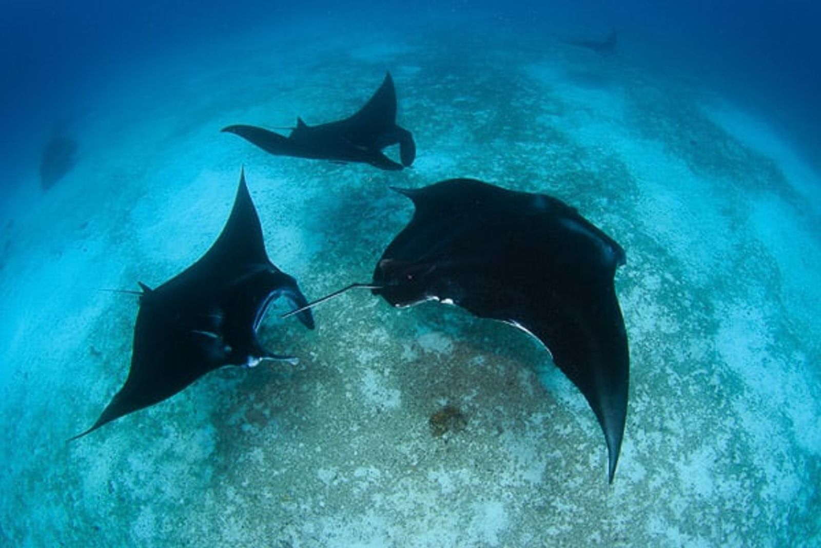 Manta Sandy
