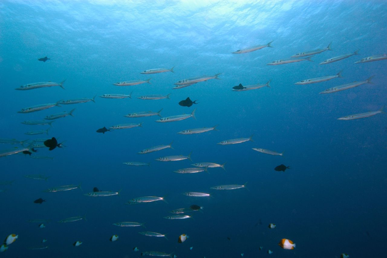 Outer Reef