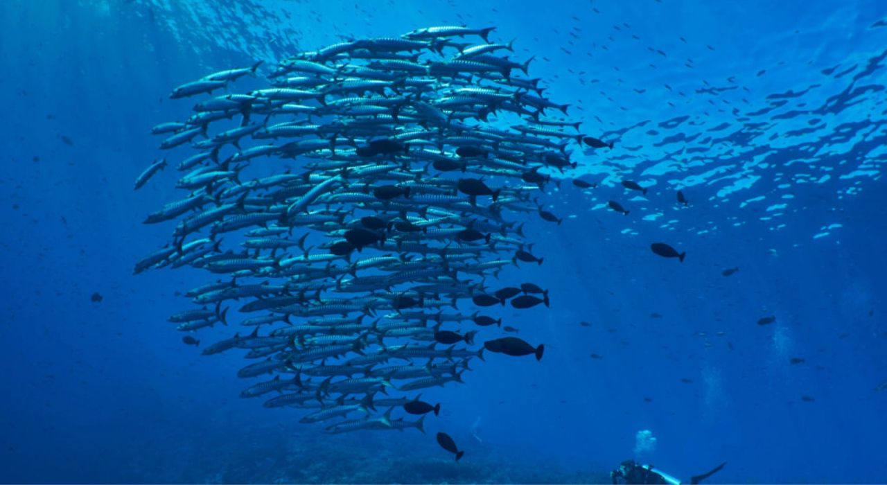 Open Sea Atoll