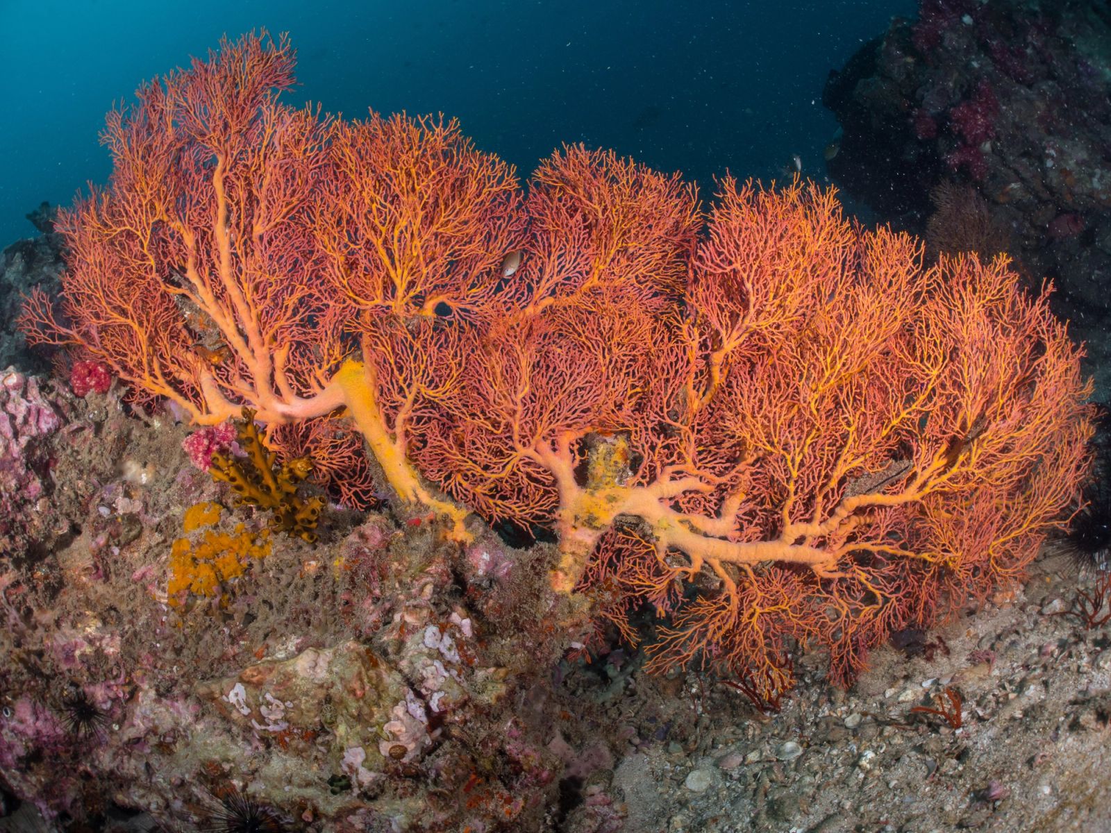 The Coral Triangle Explained