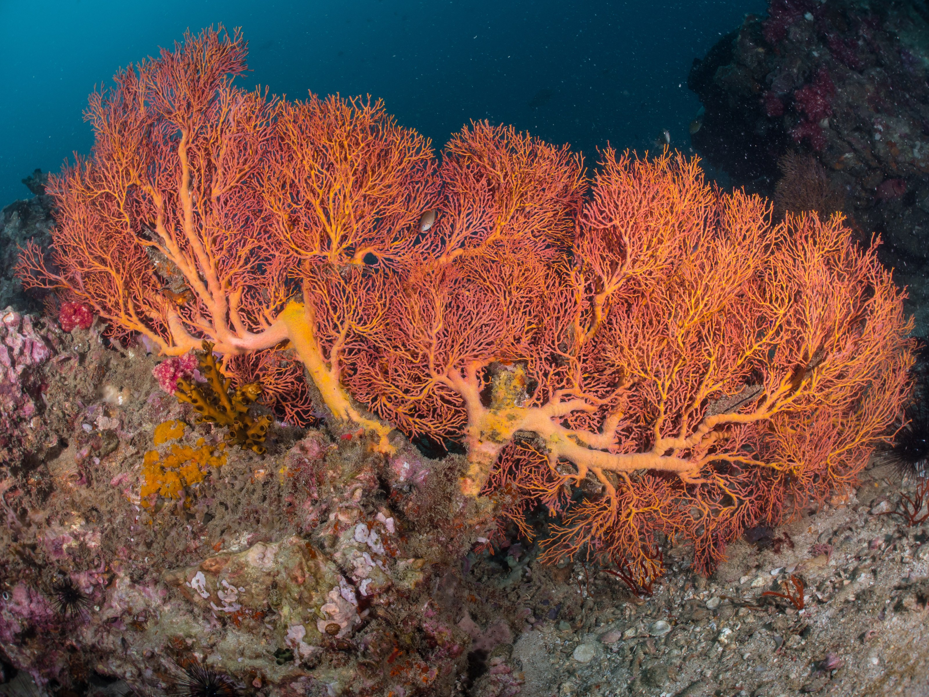 Gorgonian Sea Fan Coral. Branching Gorgonia Species in Genus of Invertebrate Marine Animals Alcyonacea Soft Corals in Phylum Cnidaria Octocorals under tropical deep blue sea of Indo Pacific Ocean.