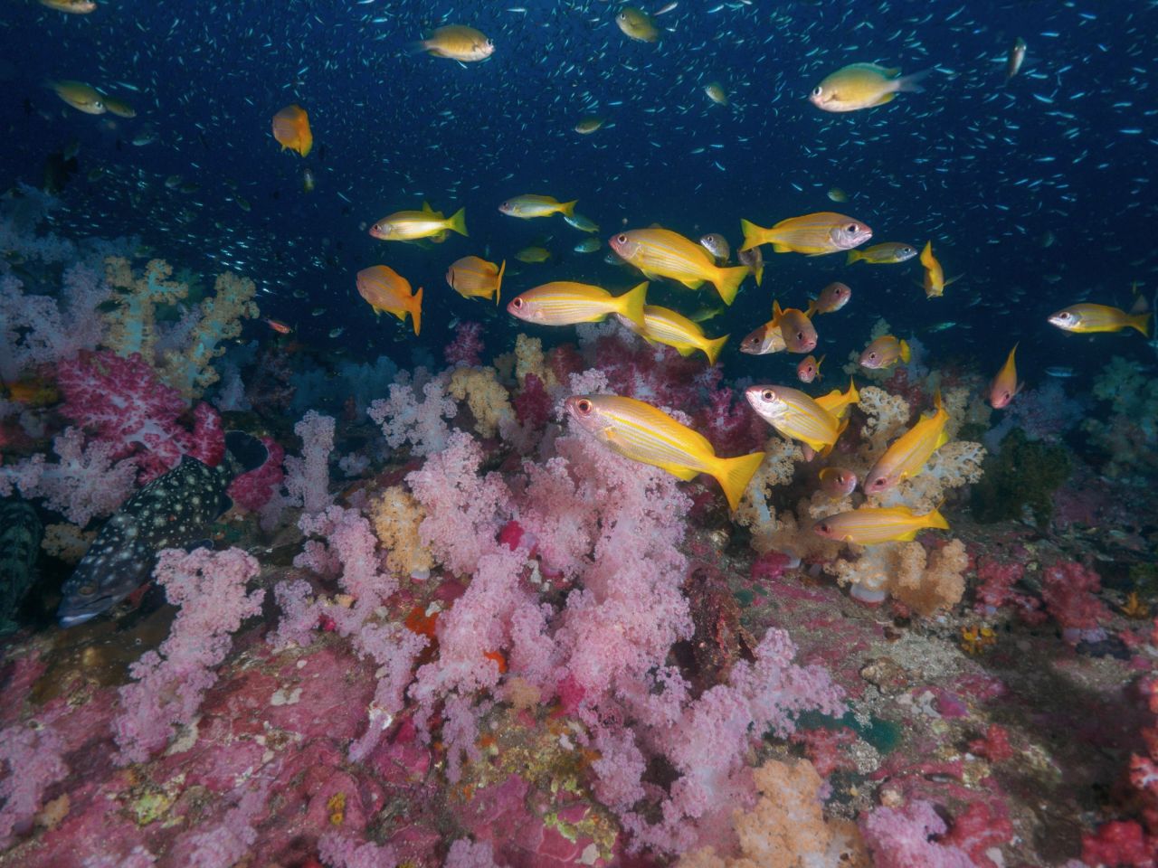 Outer Reef, Current-Dependent