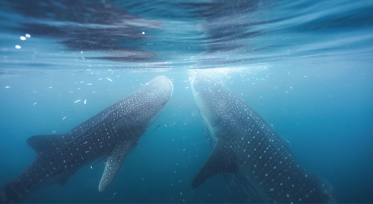 Open Sea