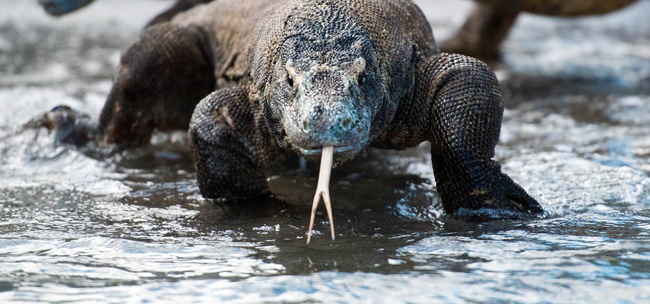 Komodo dragons crossing the shallows